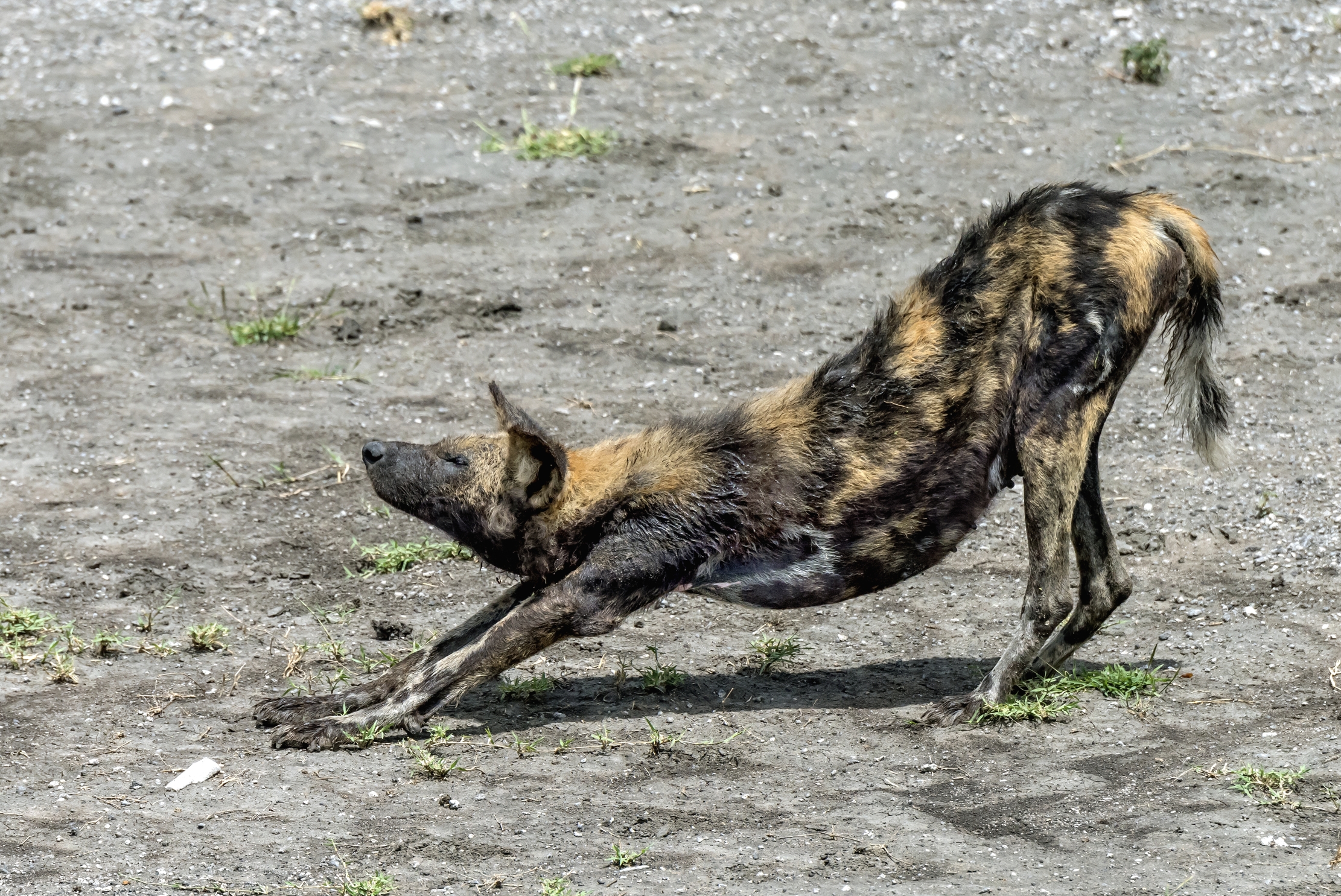 Tanzania 2016 - Licaon