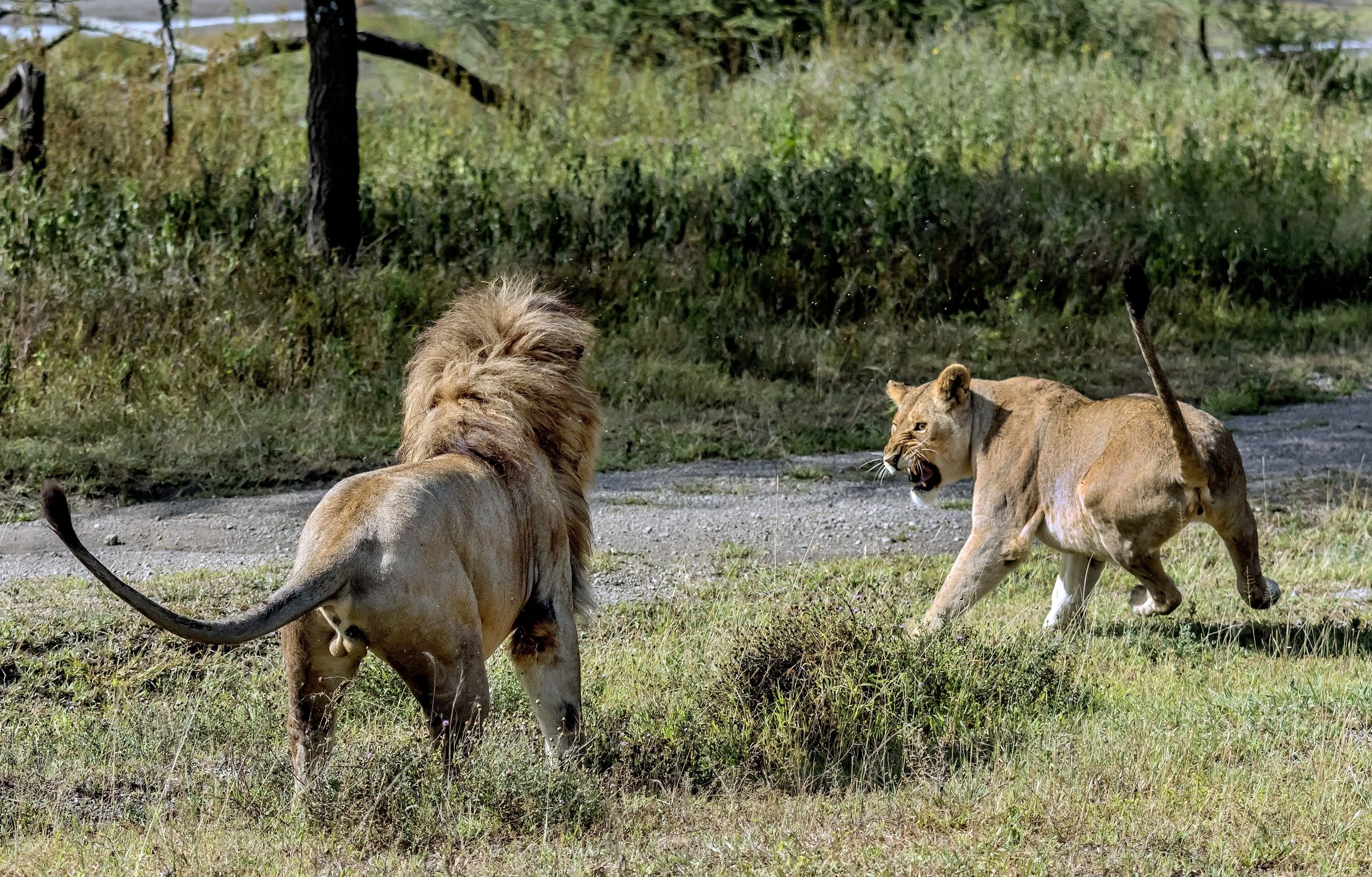 Tanzania 2016 - Vattene!!