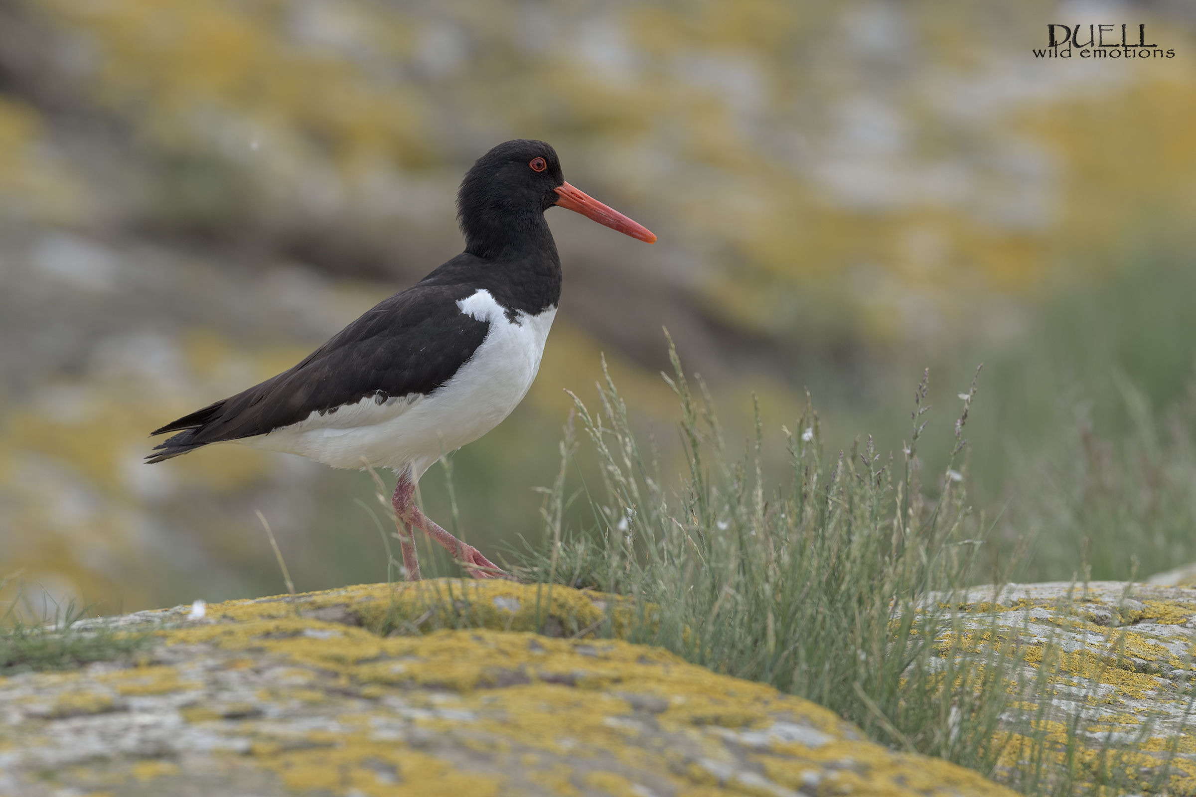 oystercatcher