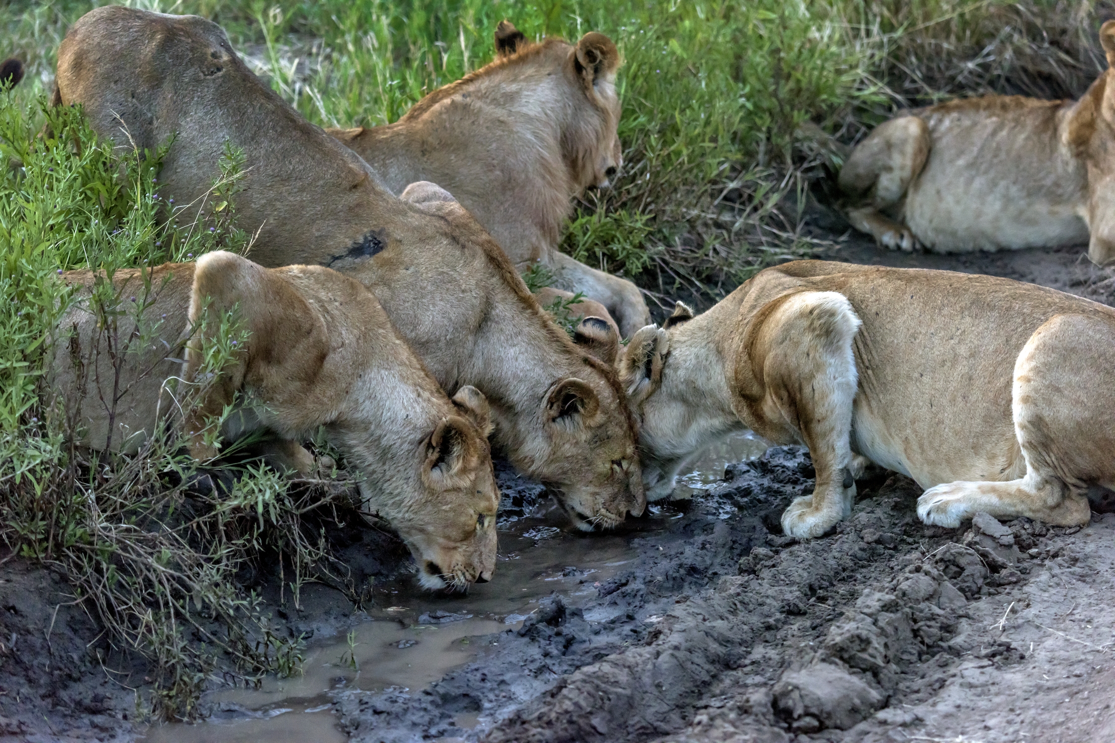 Tanzania 2016 - Abbeverata di fortuna