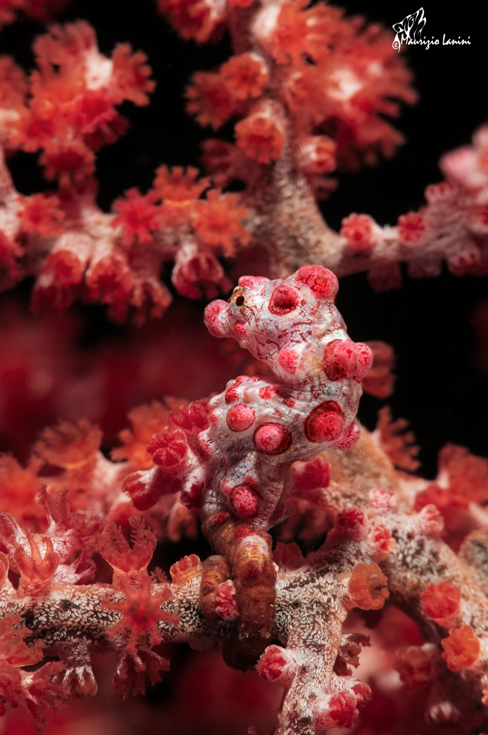 Pygmy seahorse
