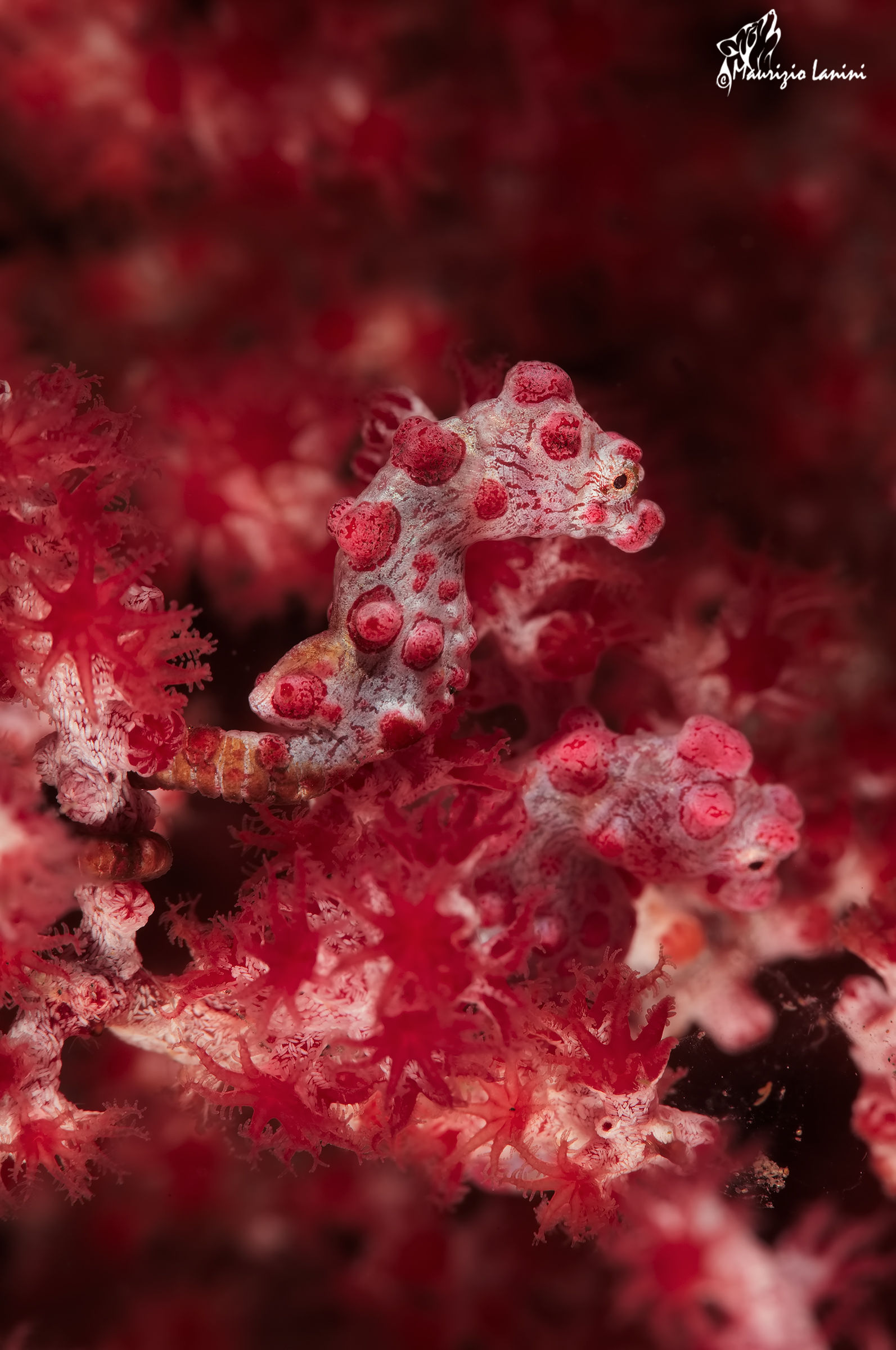 Pygmy seahorses
