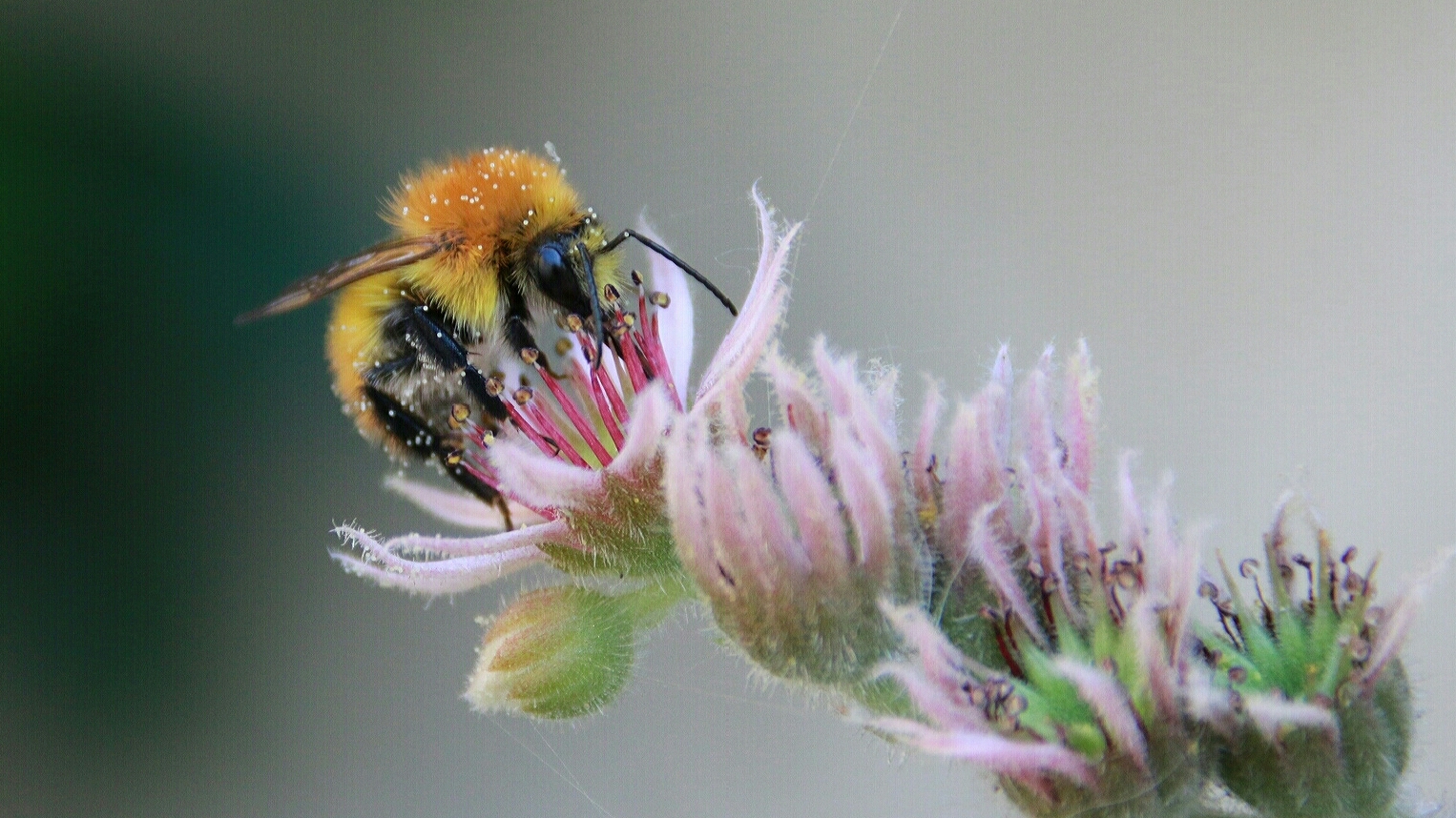 Bee on flower