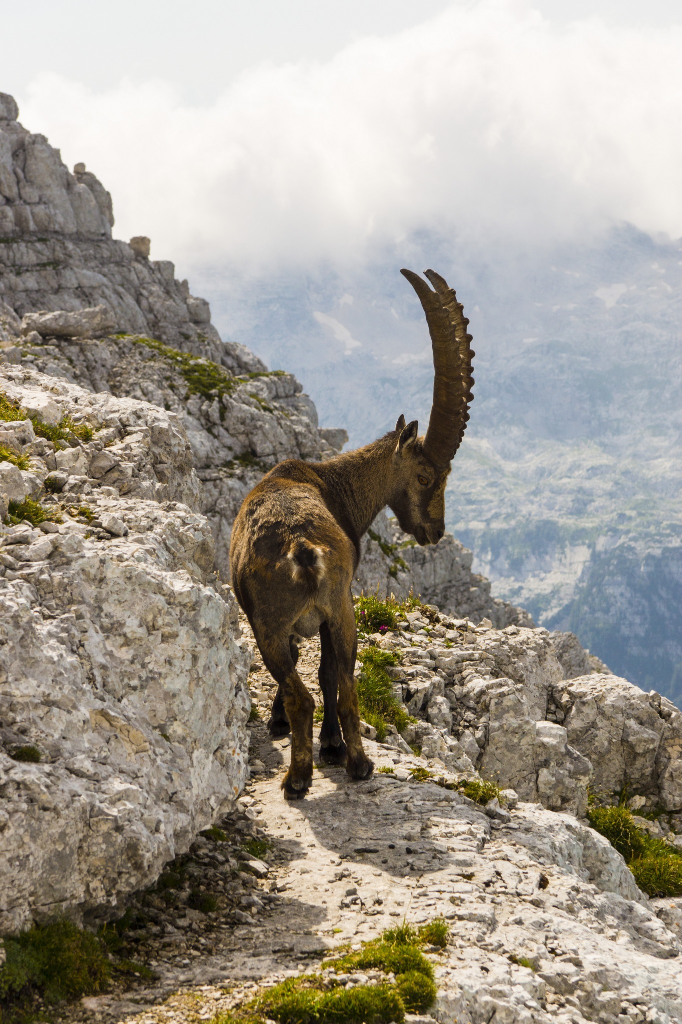 Ibex on Buinz Julian Alps