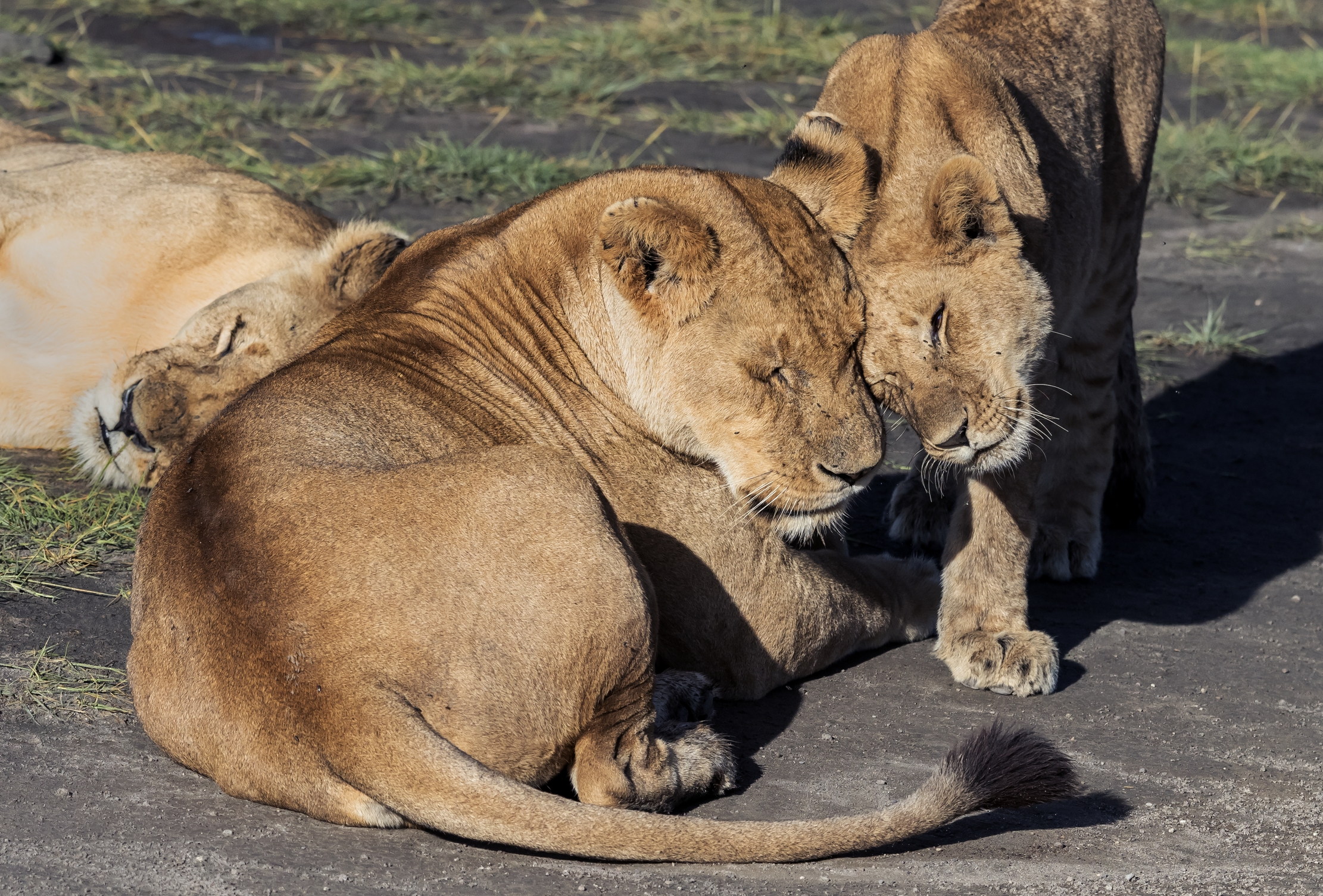 Tanzania 2016 - Affetti