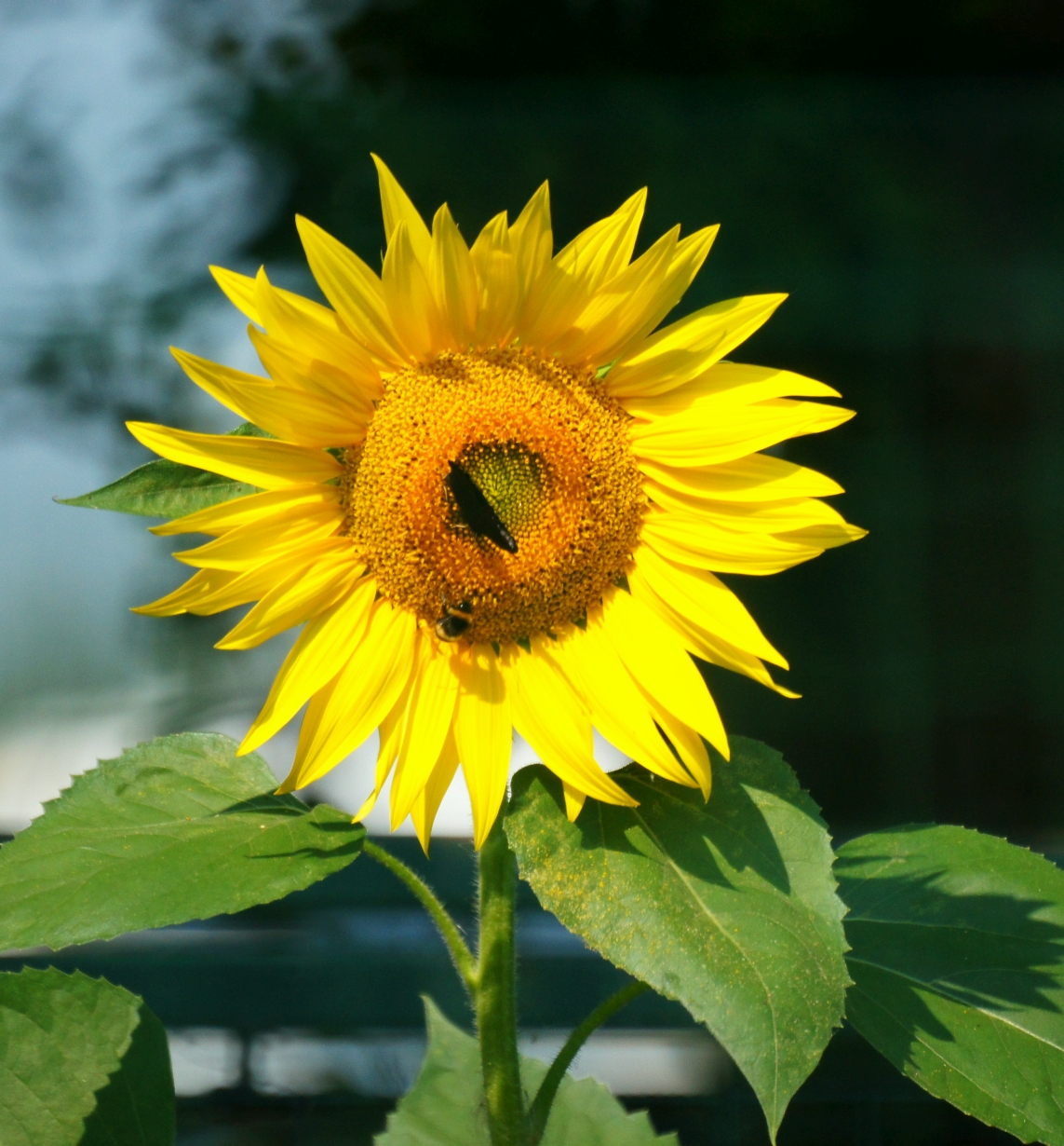 Girasole - Racconigi