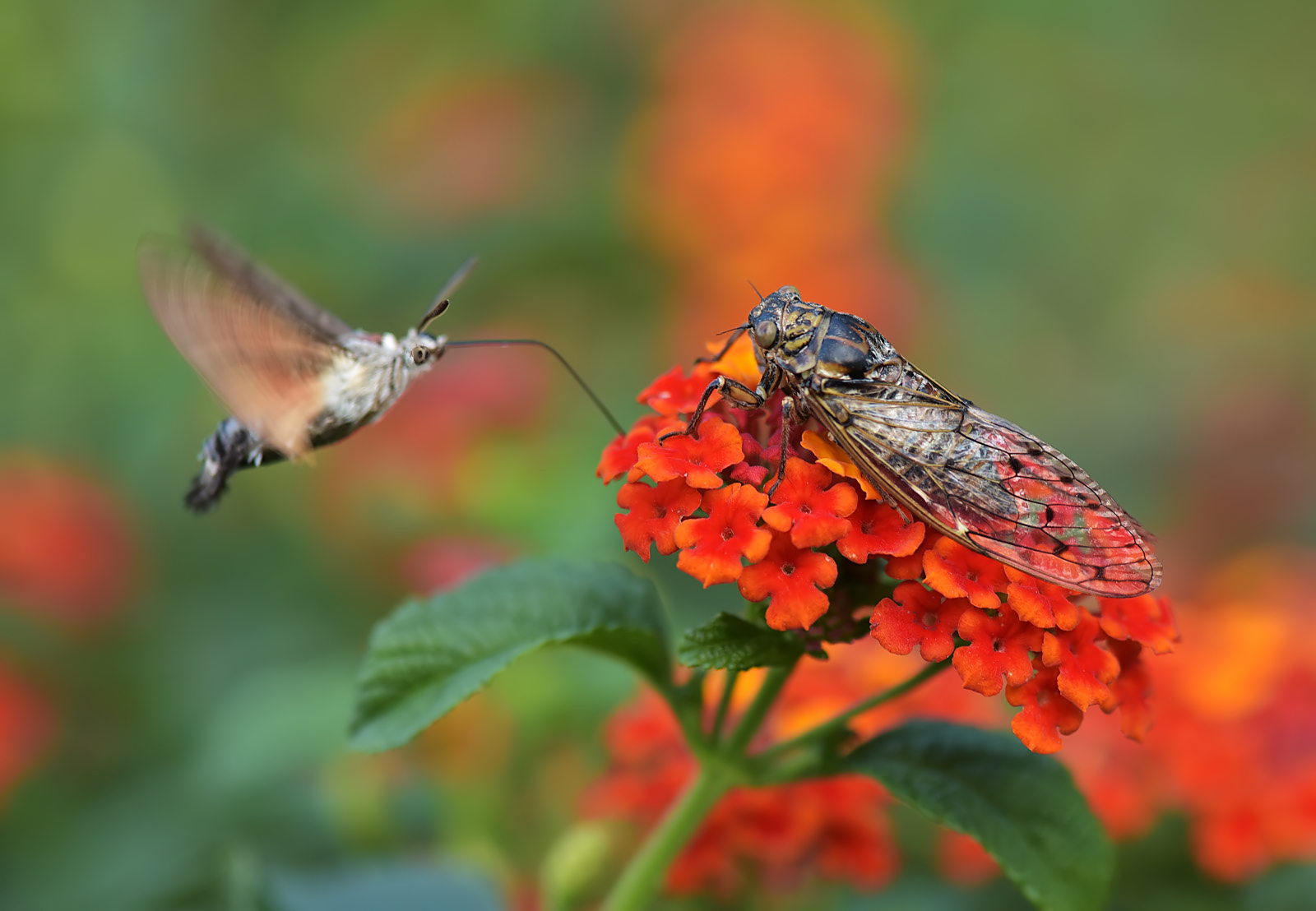 Sphinx and cicada