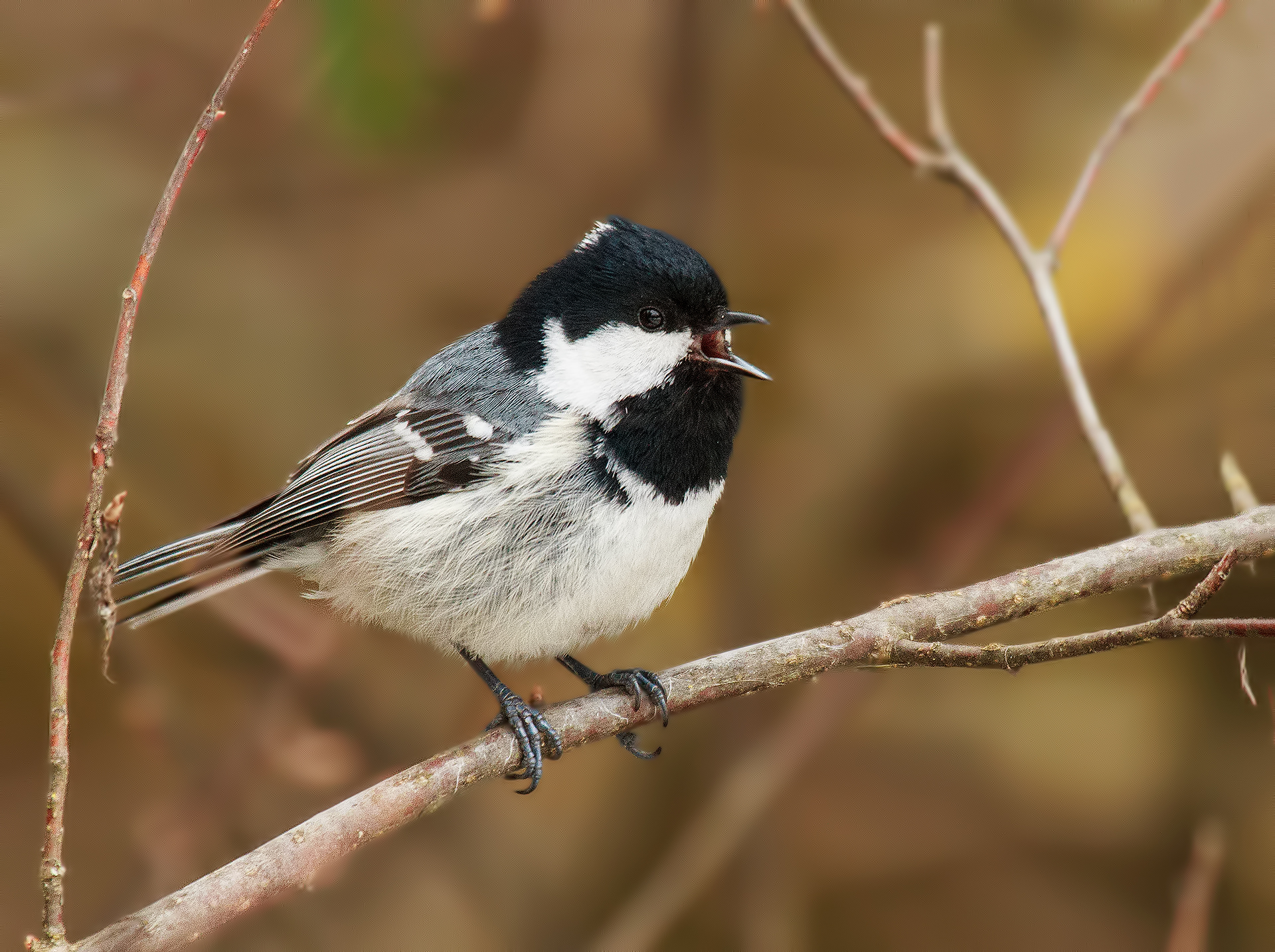 coal tit