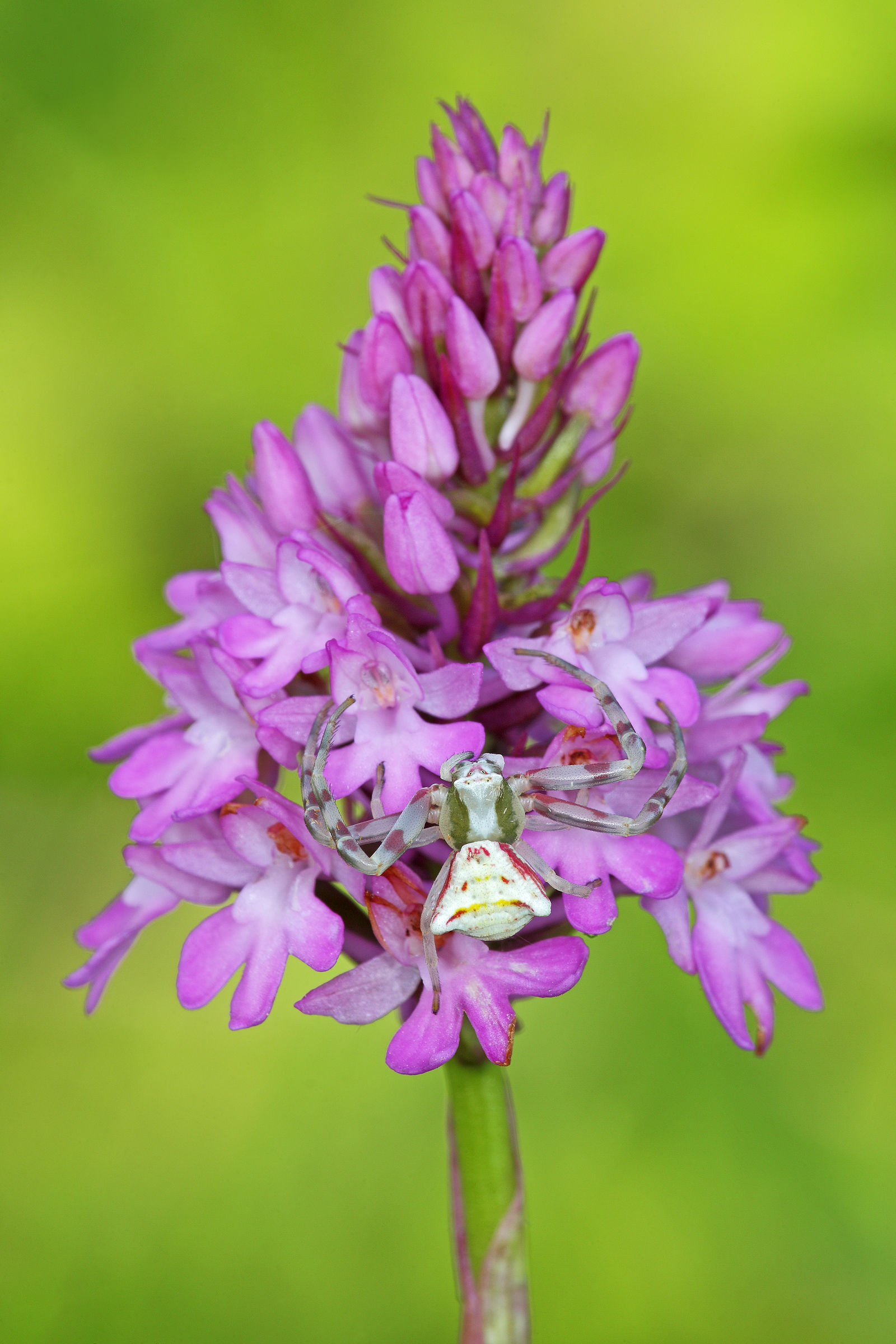Thomisus onustus of Anacamptis pyramidalis