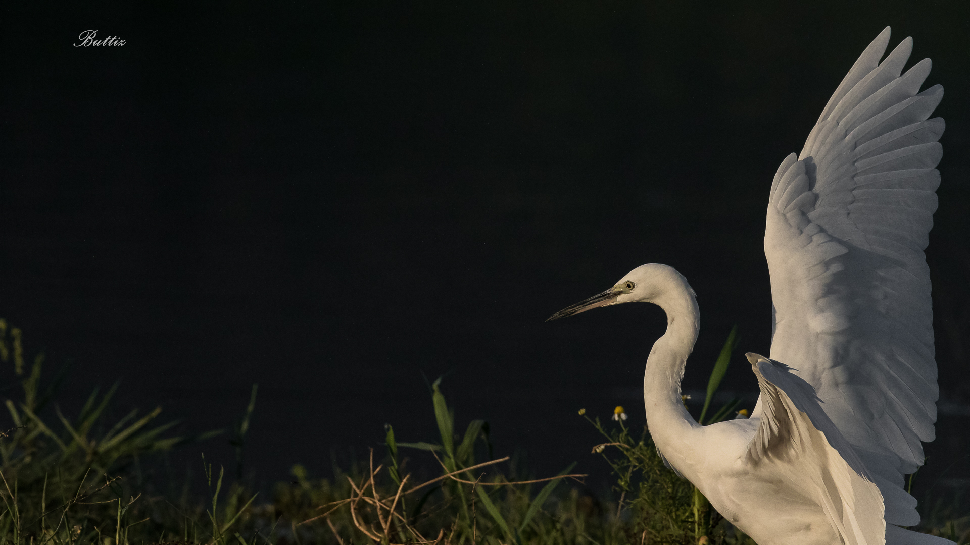 Egret at Sunset