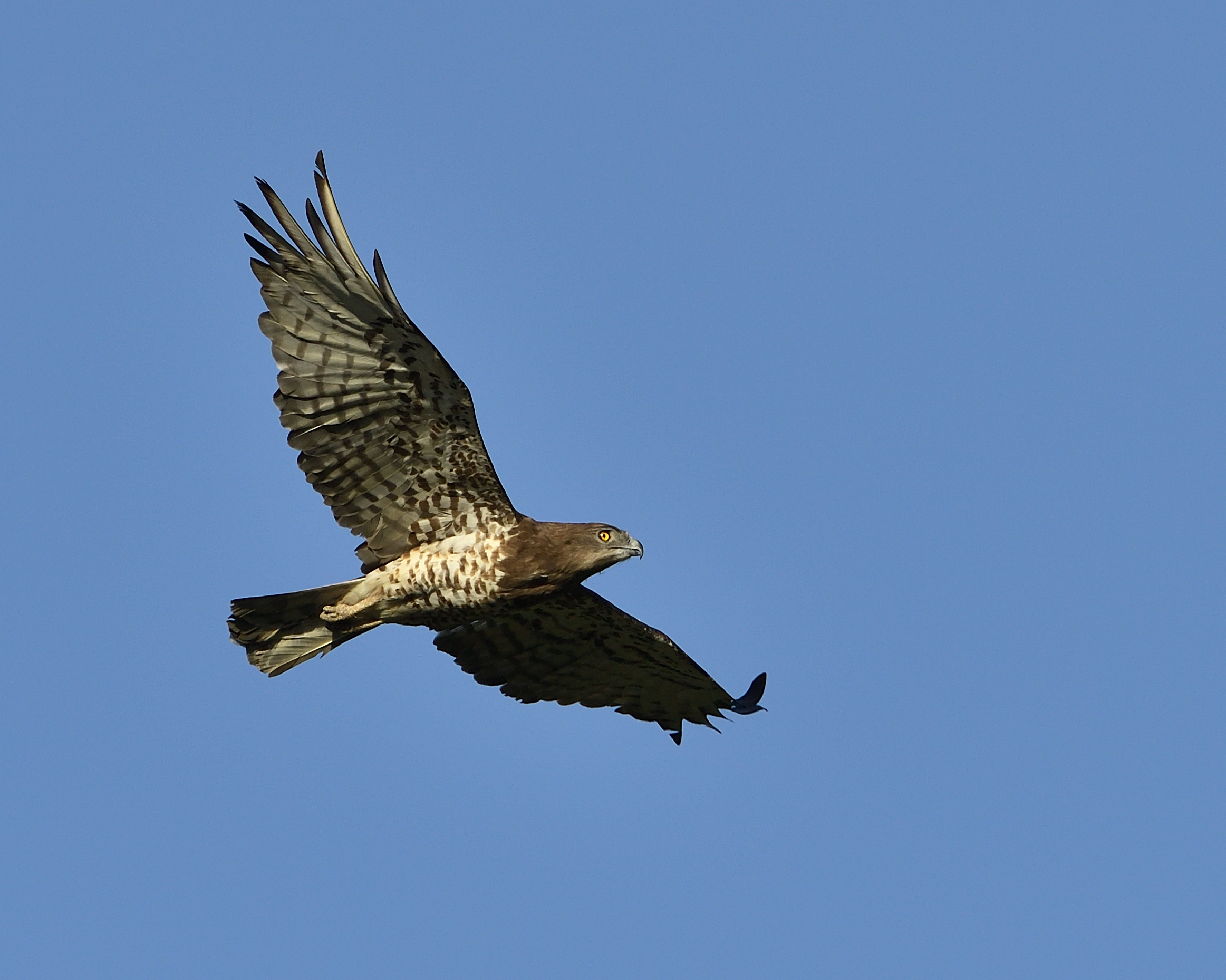 Toed eagle (Circaetus gallicus)