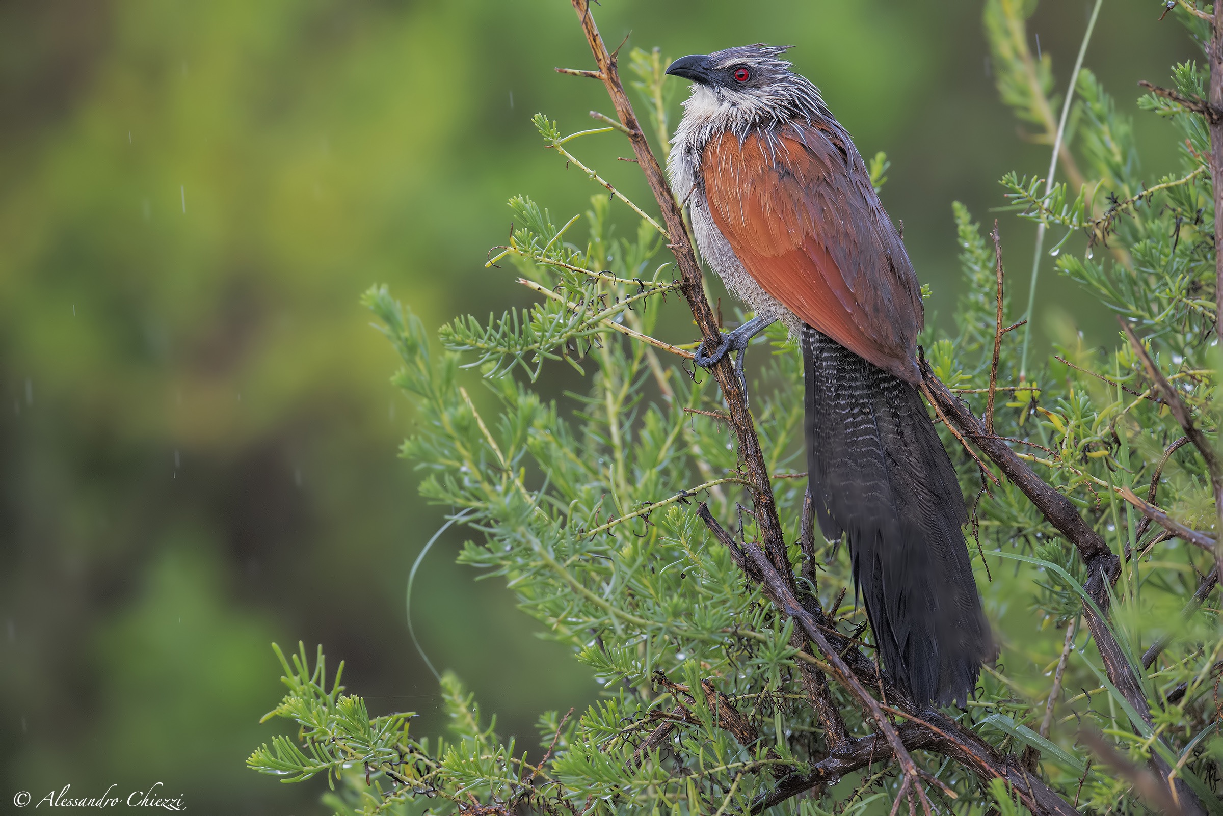 Cucal white eyebrows
