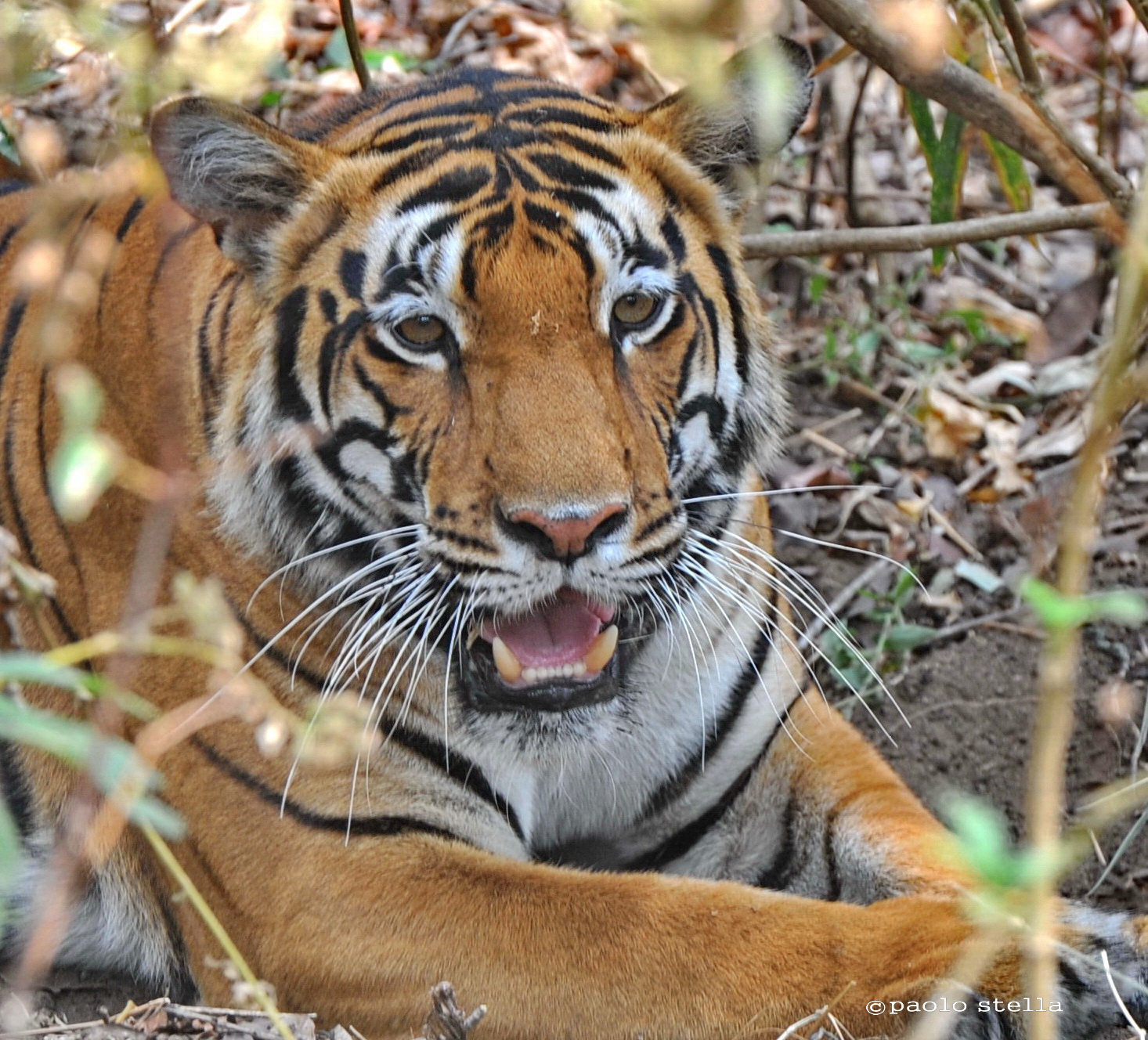 tiger close up in Kanha