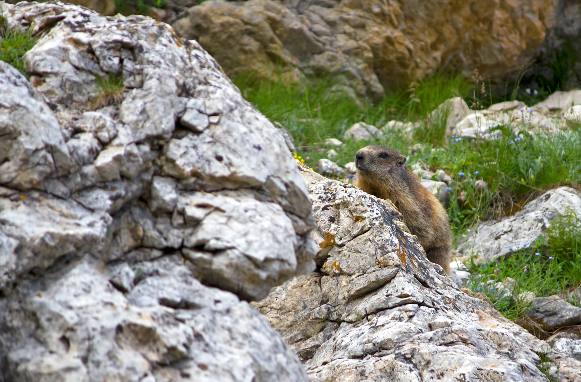 Marmotta