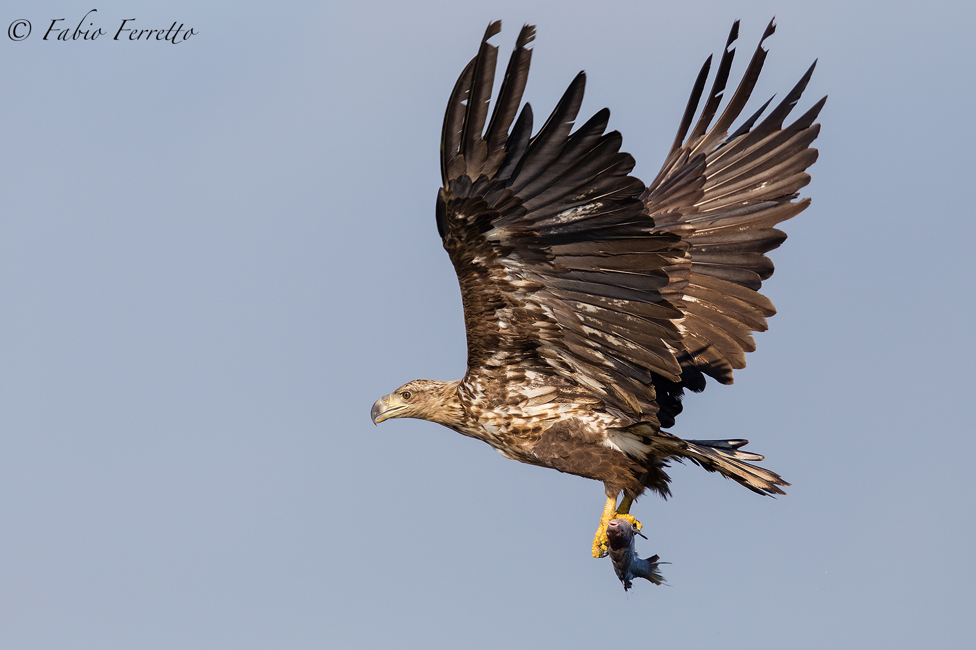 Sea eagle with prey