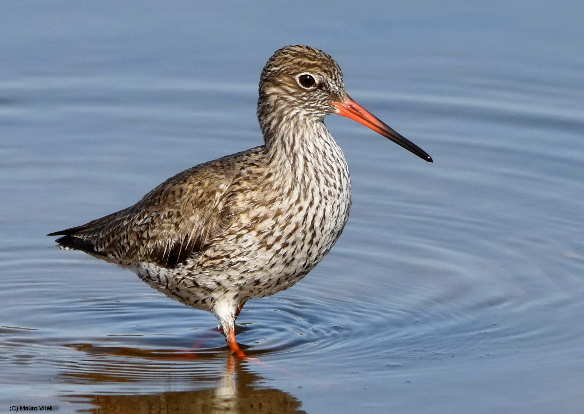 Redshank