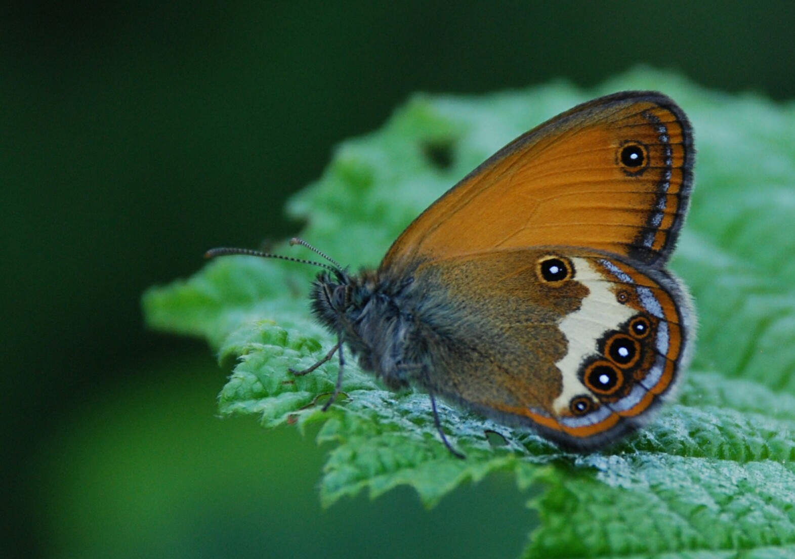 Coenonympha arcania