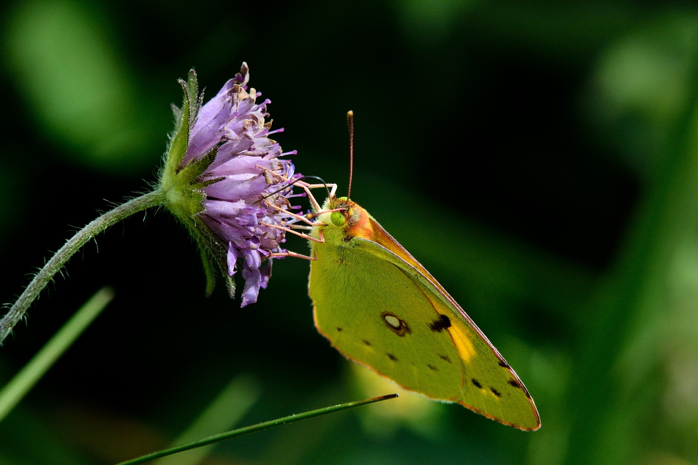 Colias alfacariensis