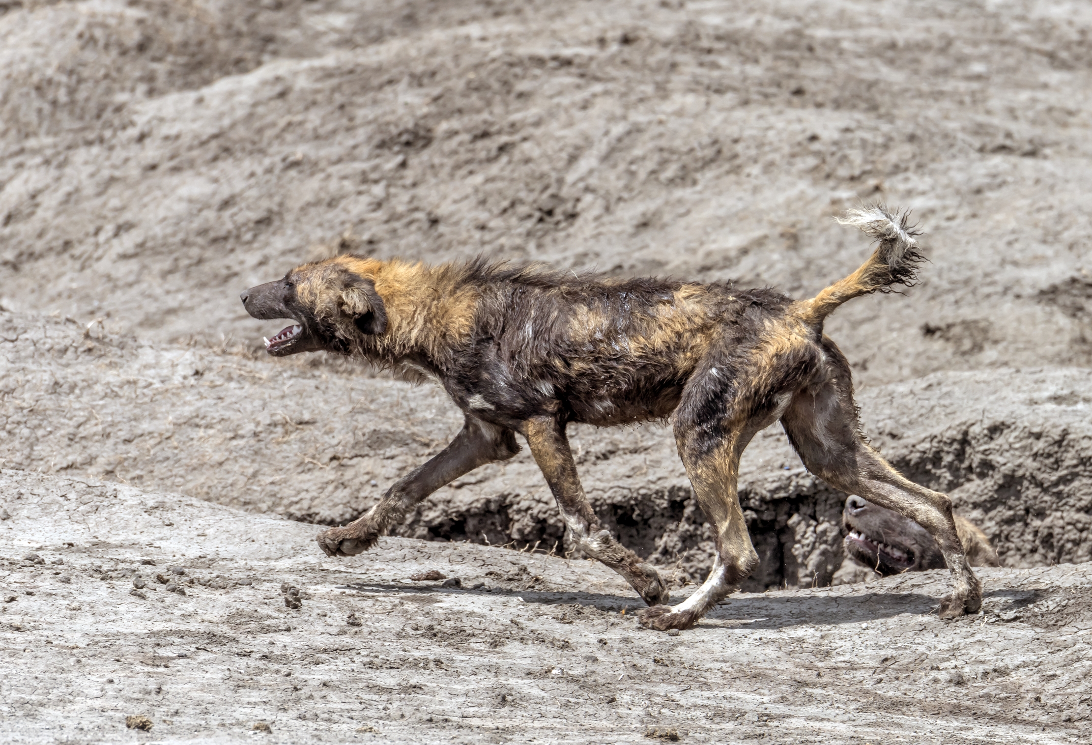Tanzania 2016 - Licaon
