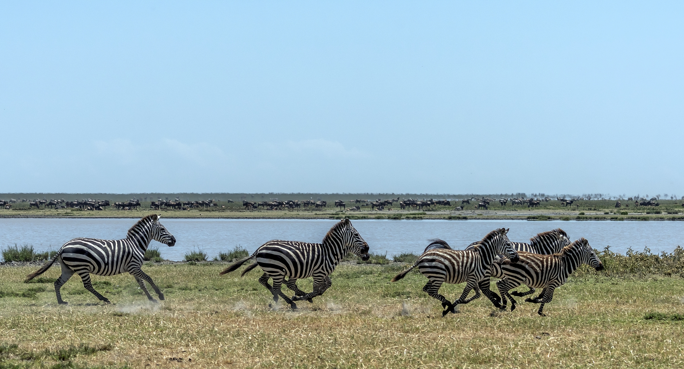 Tanzania 2016 - Great migration