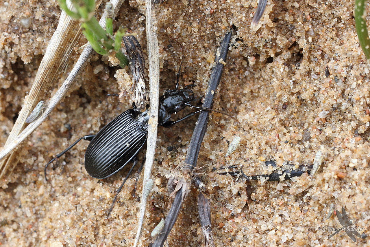 Pterostichus