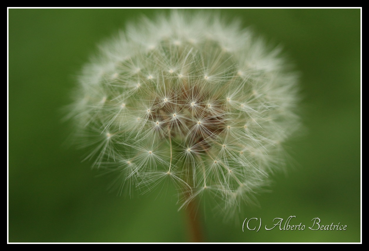 Tarassaco - Taraxacum