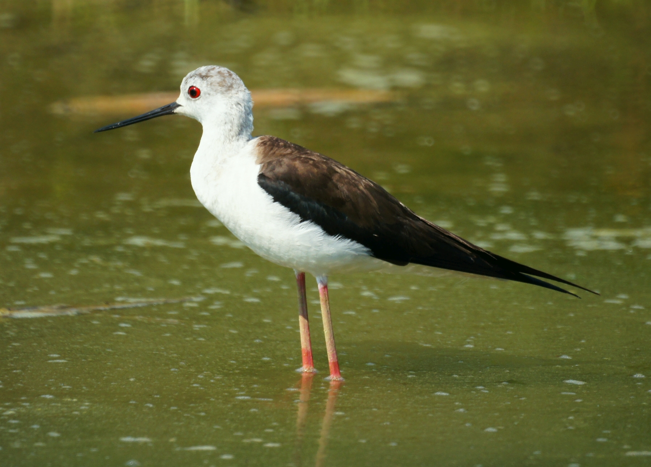 Cavakieri of Italy - Racconigi