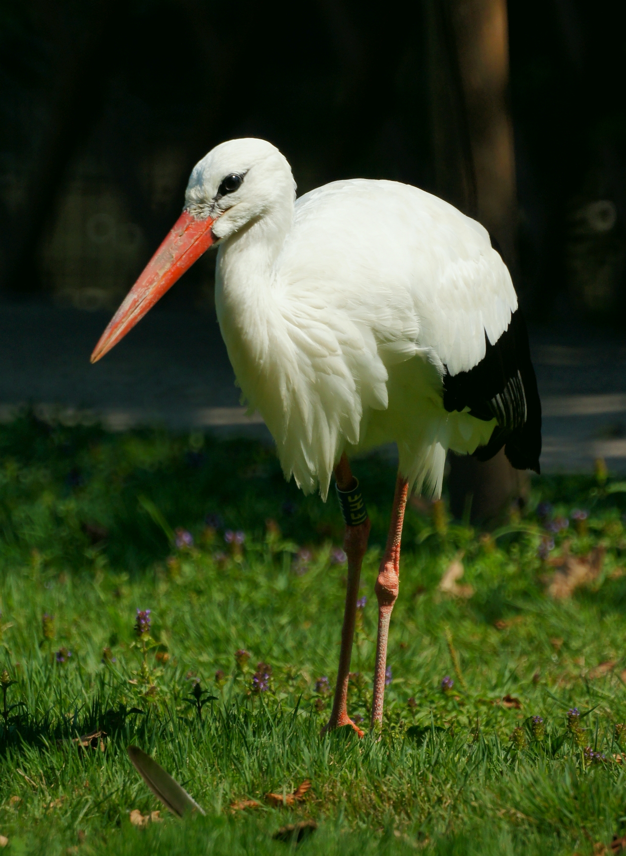 Stork - Racconigi