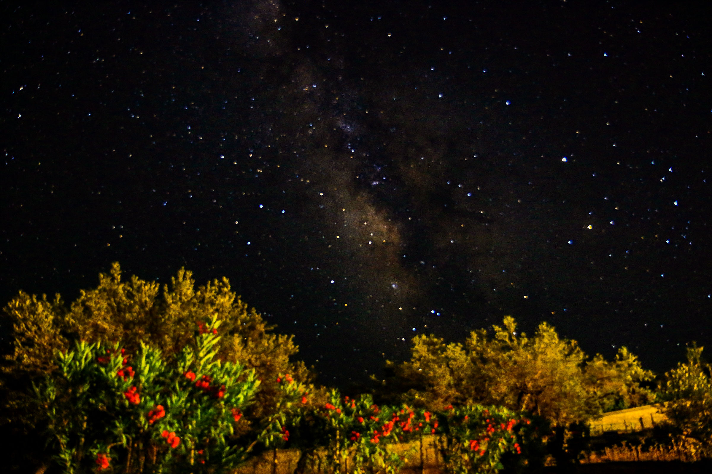 Milky Way with flowers