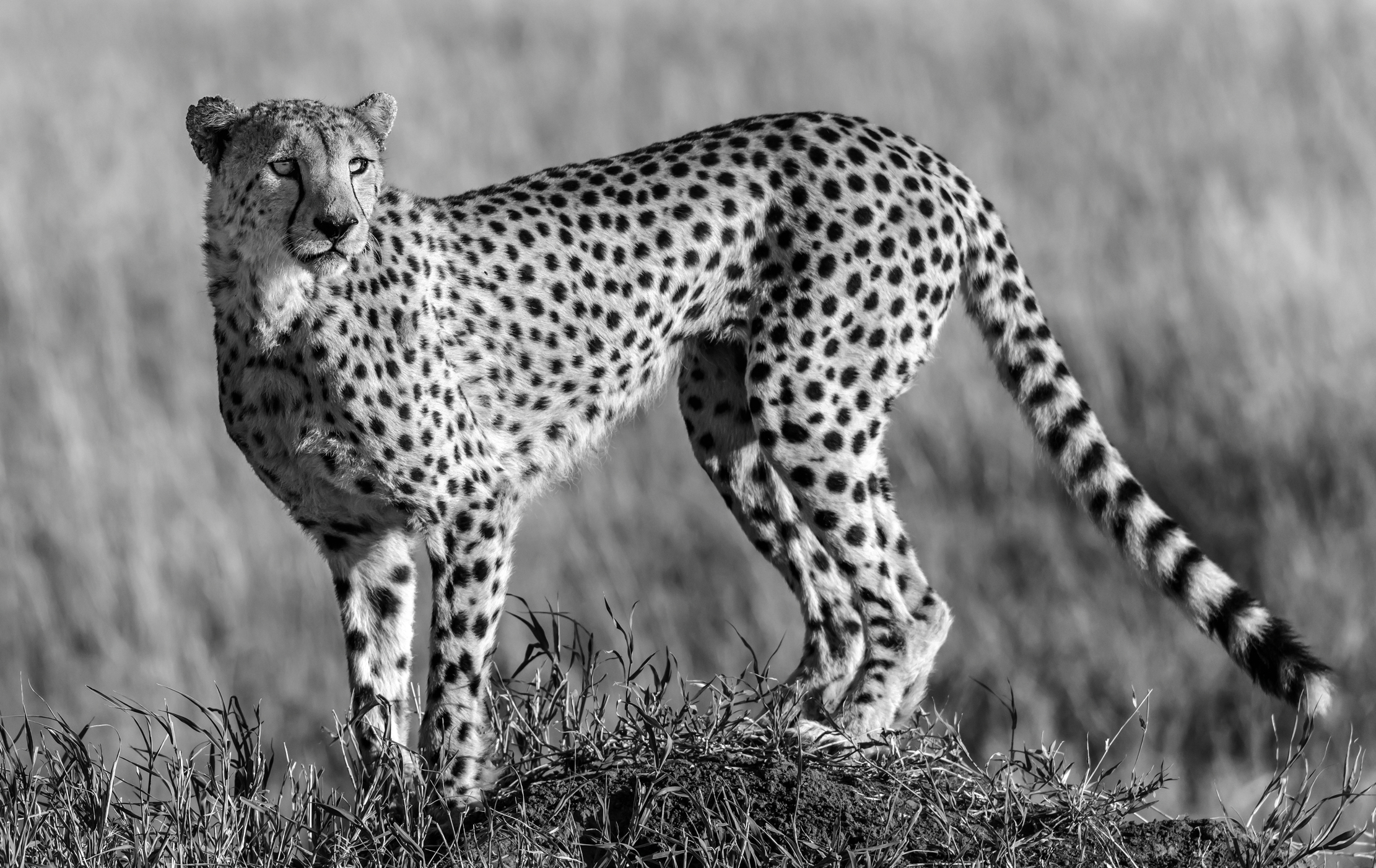 Tanzania 2016 - gb&w