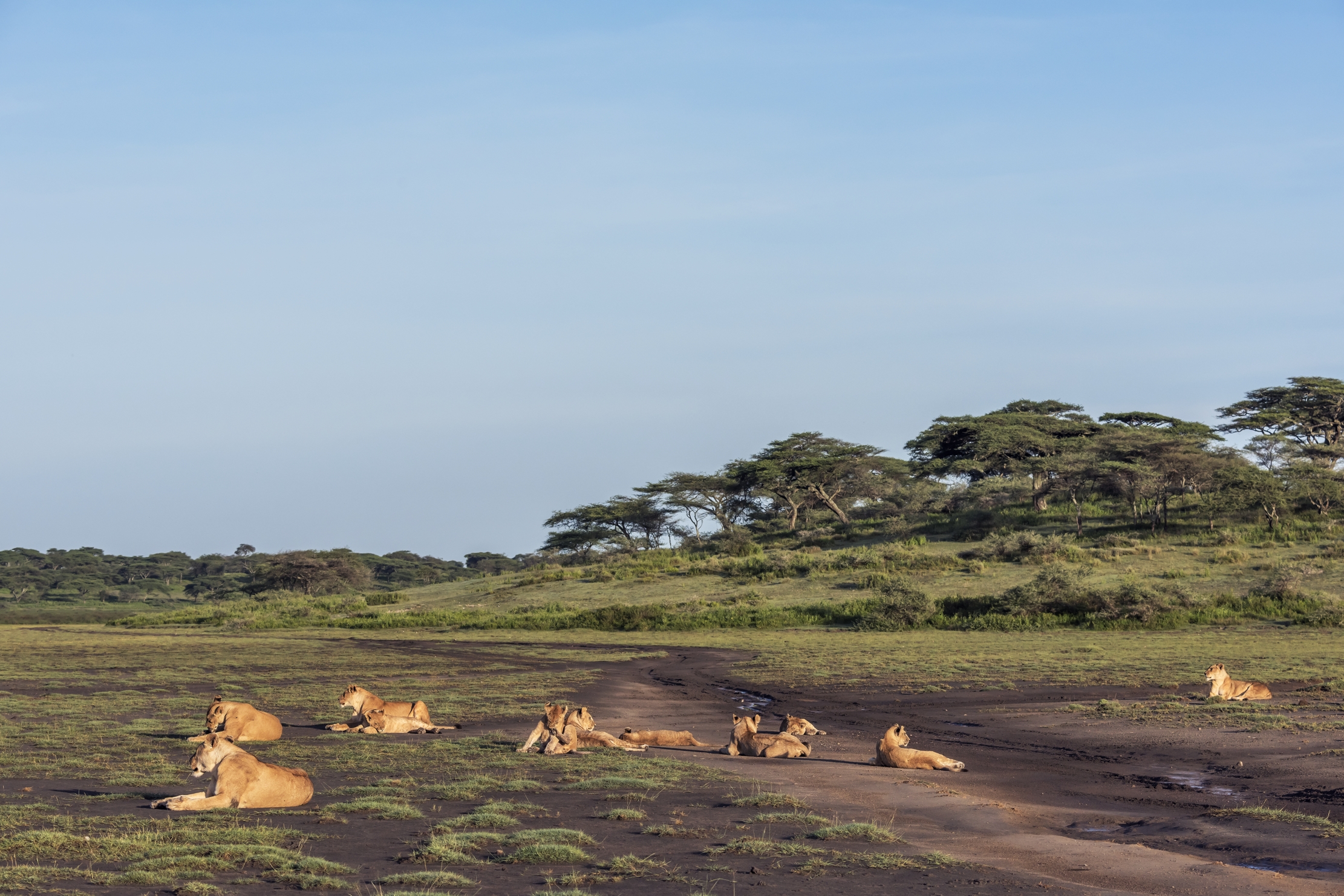 Tanzania 2016 - Ndutu area