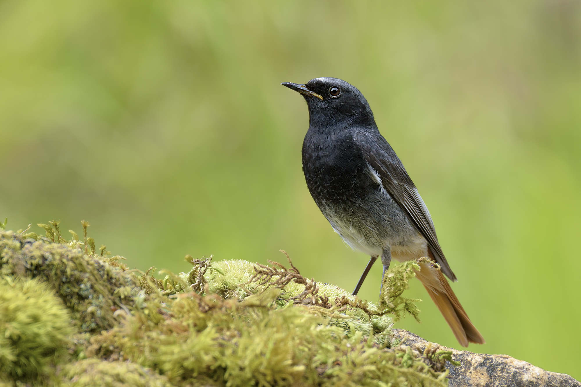 Chimney sweep Redstart male