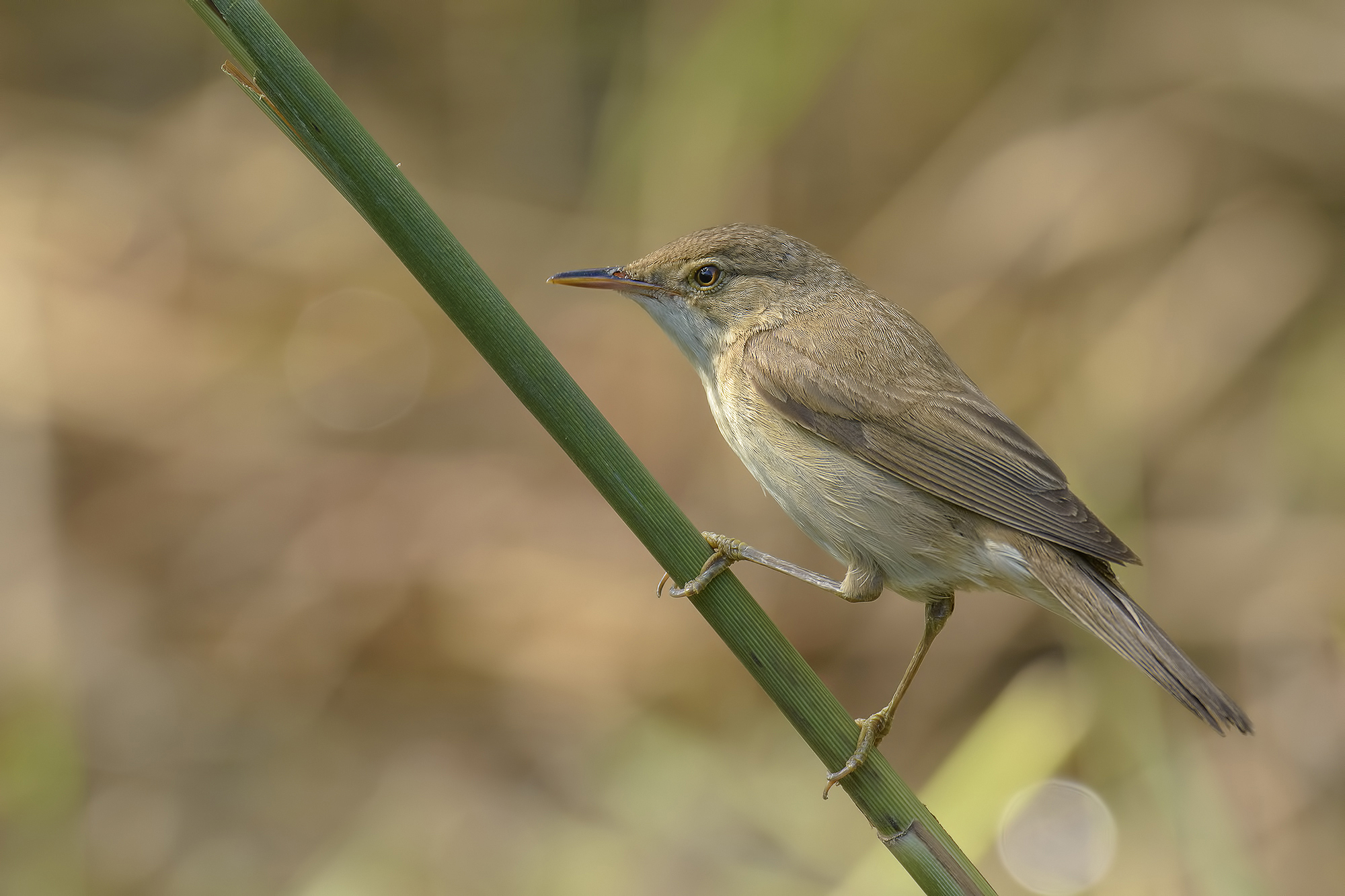 reed warbler