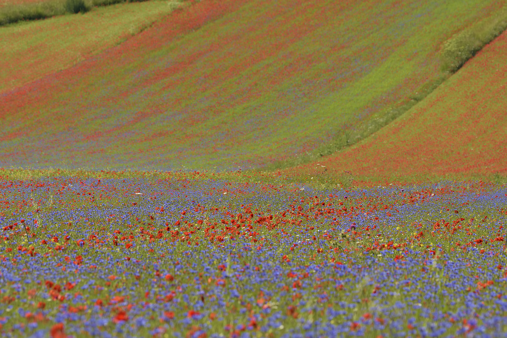 La Fiorita of Piangrande