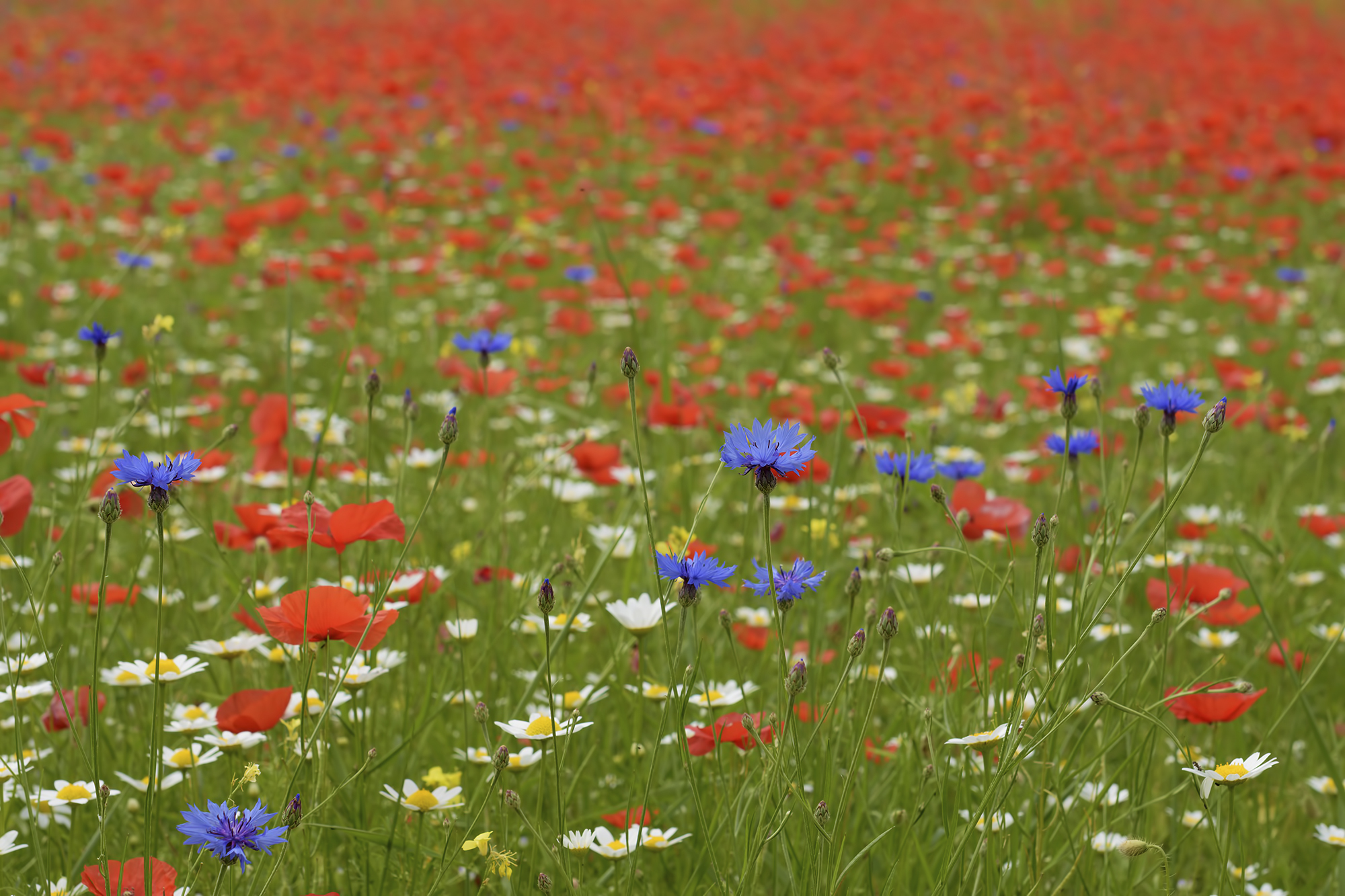 La Fiorita of Piangrande