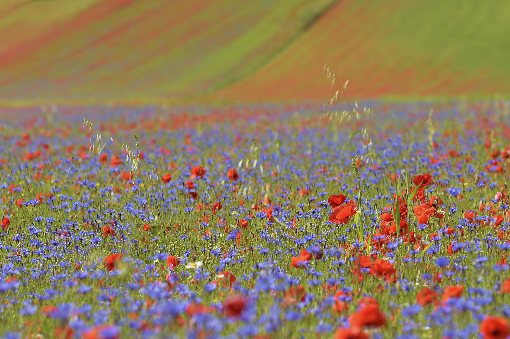 La Fiorita of Piangrande