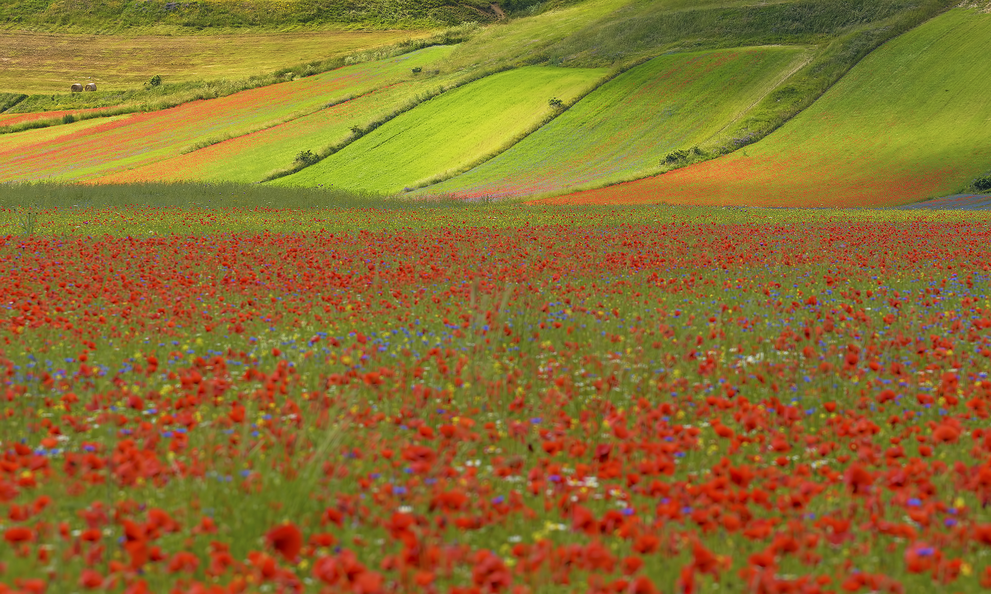 La Fiorita of Piangrande