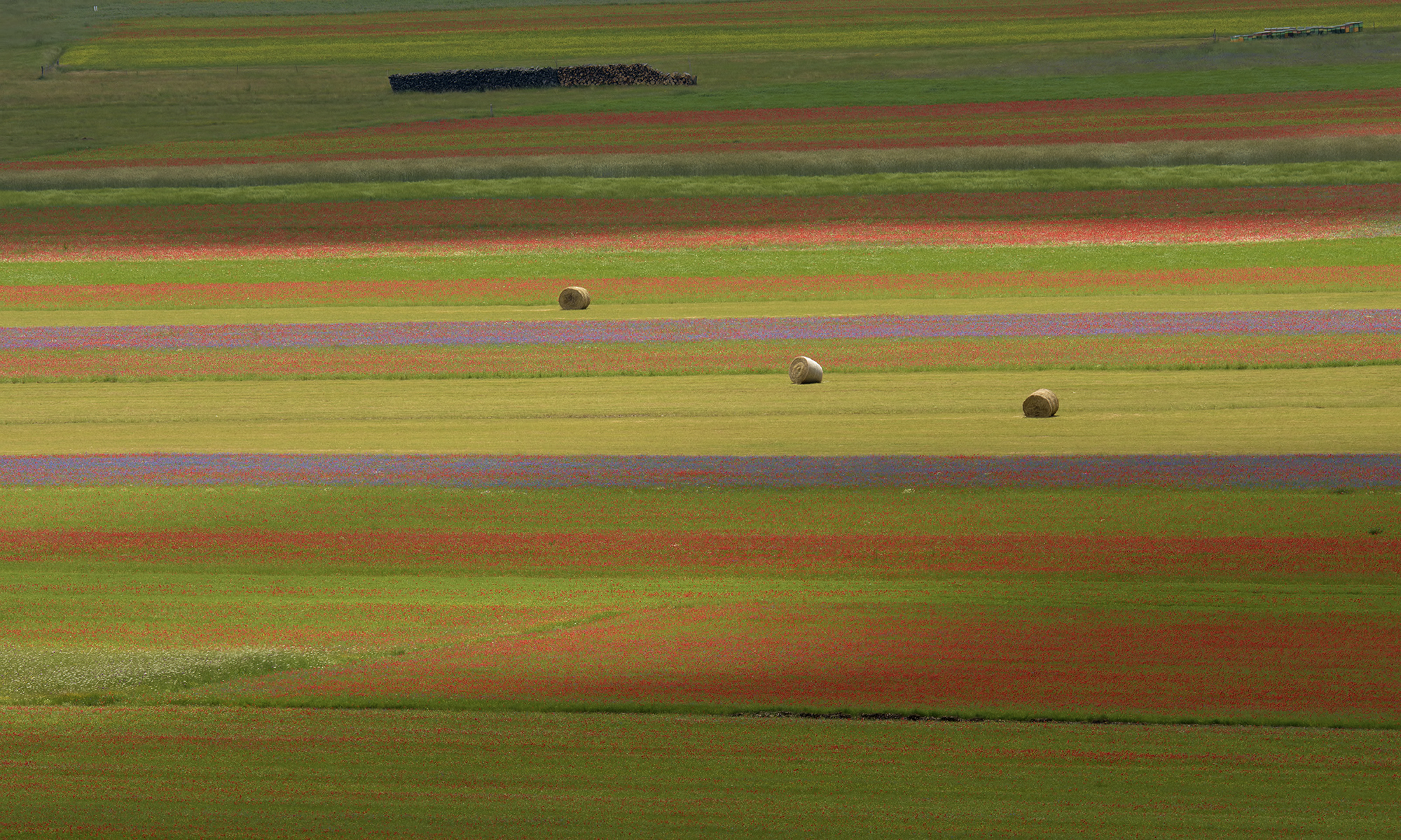 La Fiorita of Piangrande