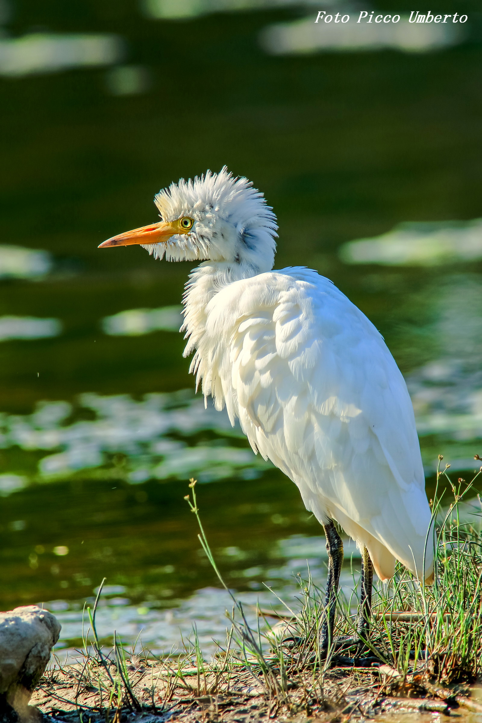 guard bouffant oxen ready for hard