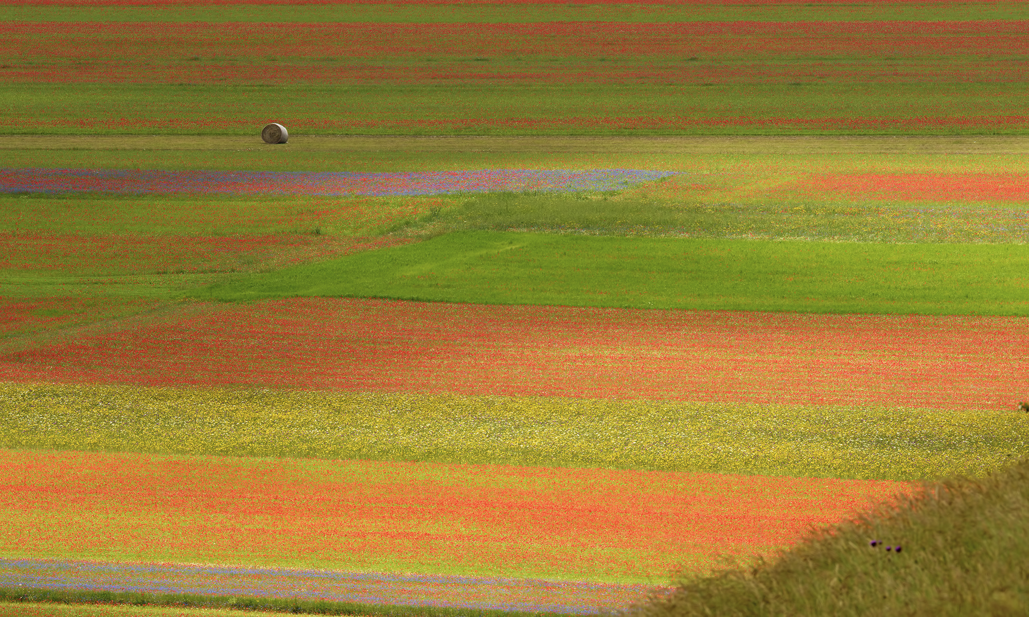 La Fiorita of Piangrande