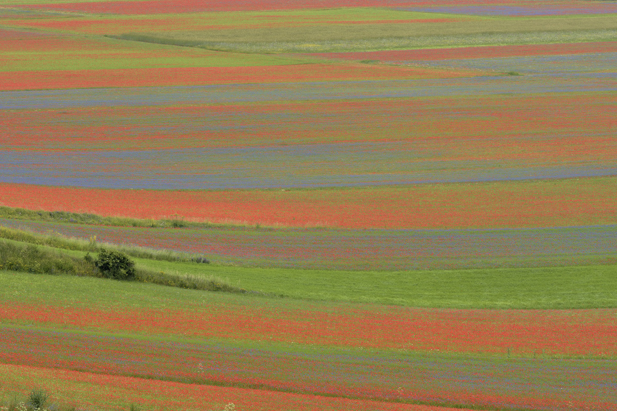 La Fiorita of Piangrande