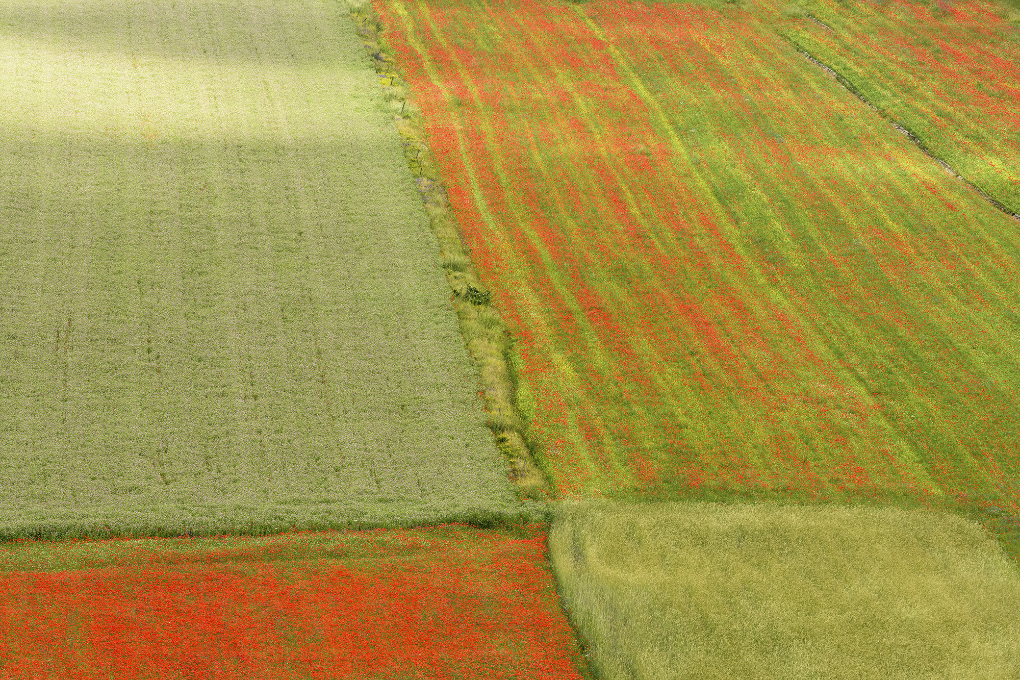 La Fiorita of Piangrande