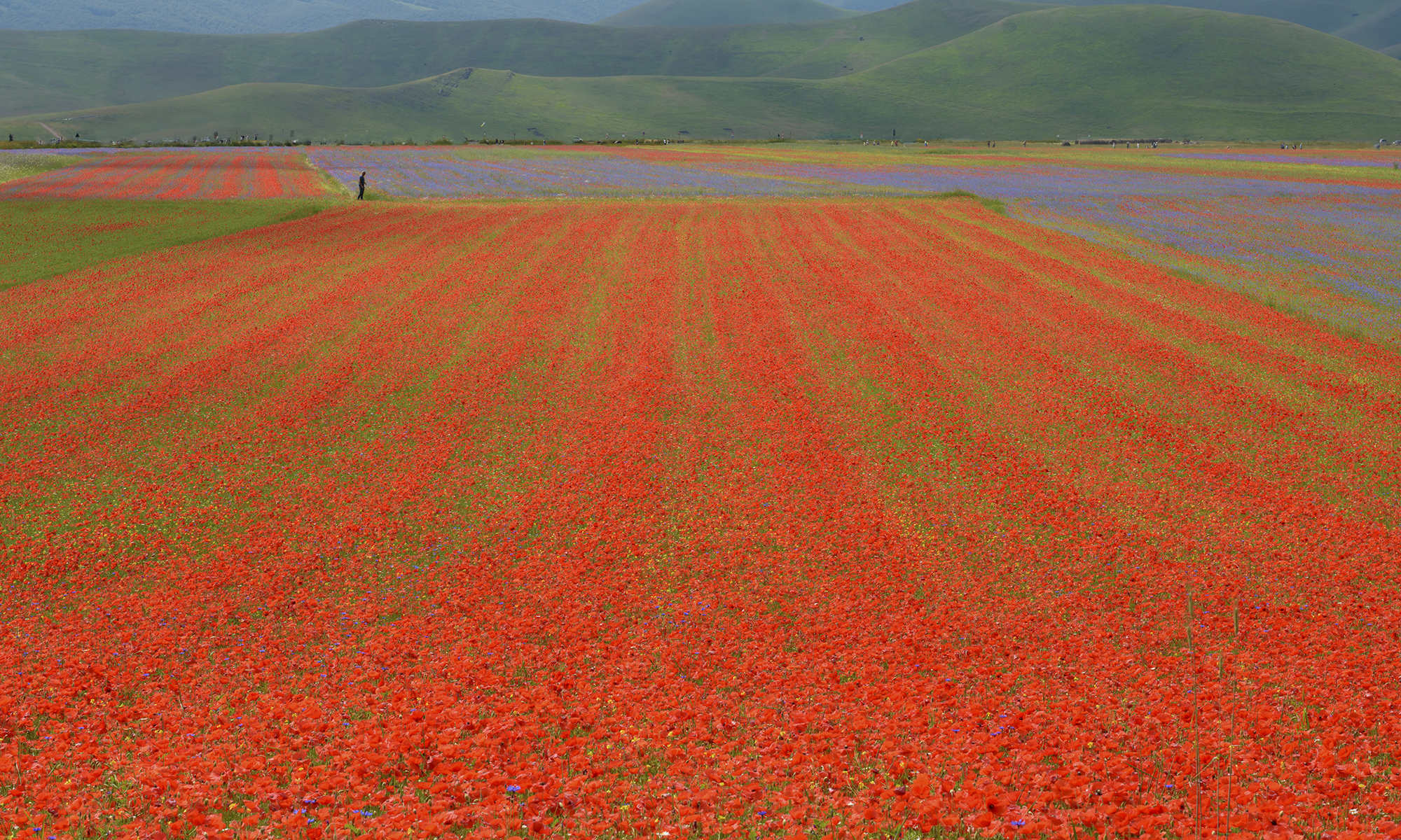 La Fiorita of Piangrande