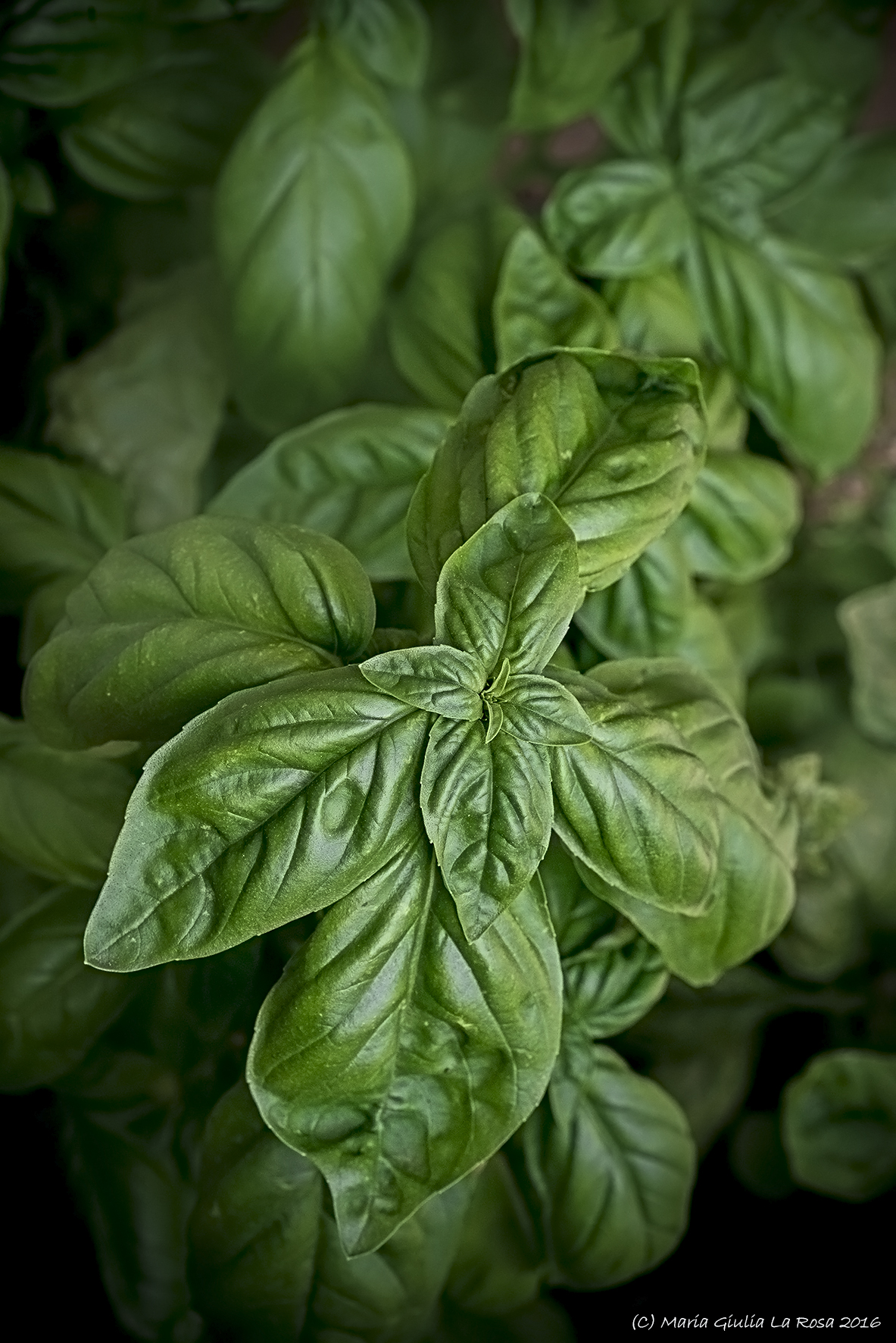 Fancy some pesto today?