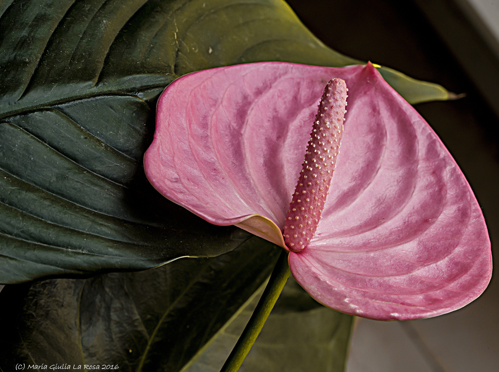 Anthurium