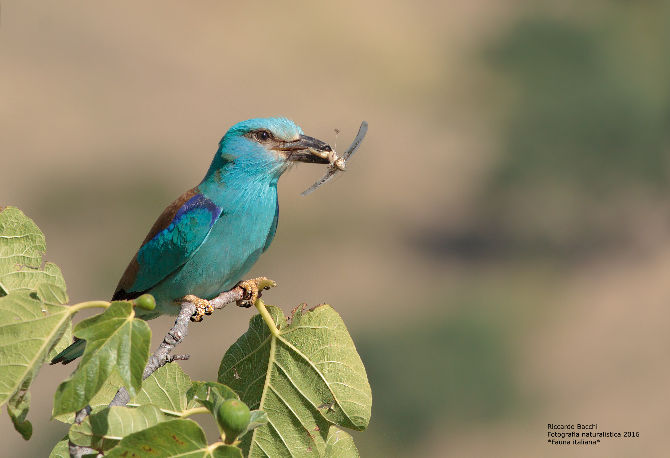 Jay marina Orthoptera nova pp