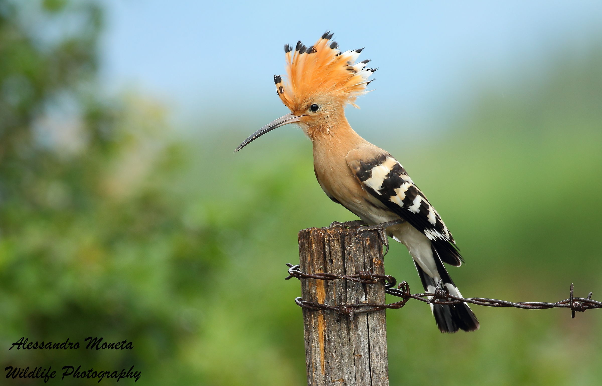 Hoopoe