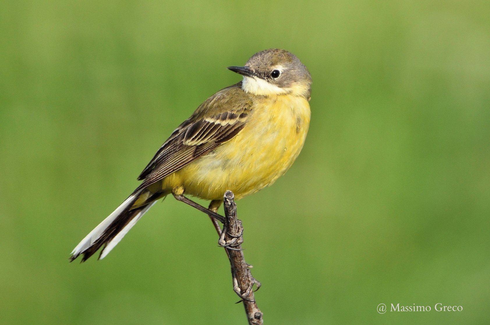 Cutrettola (Motacilla flava)