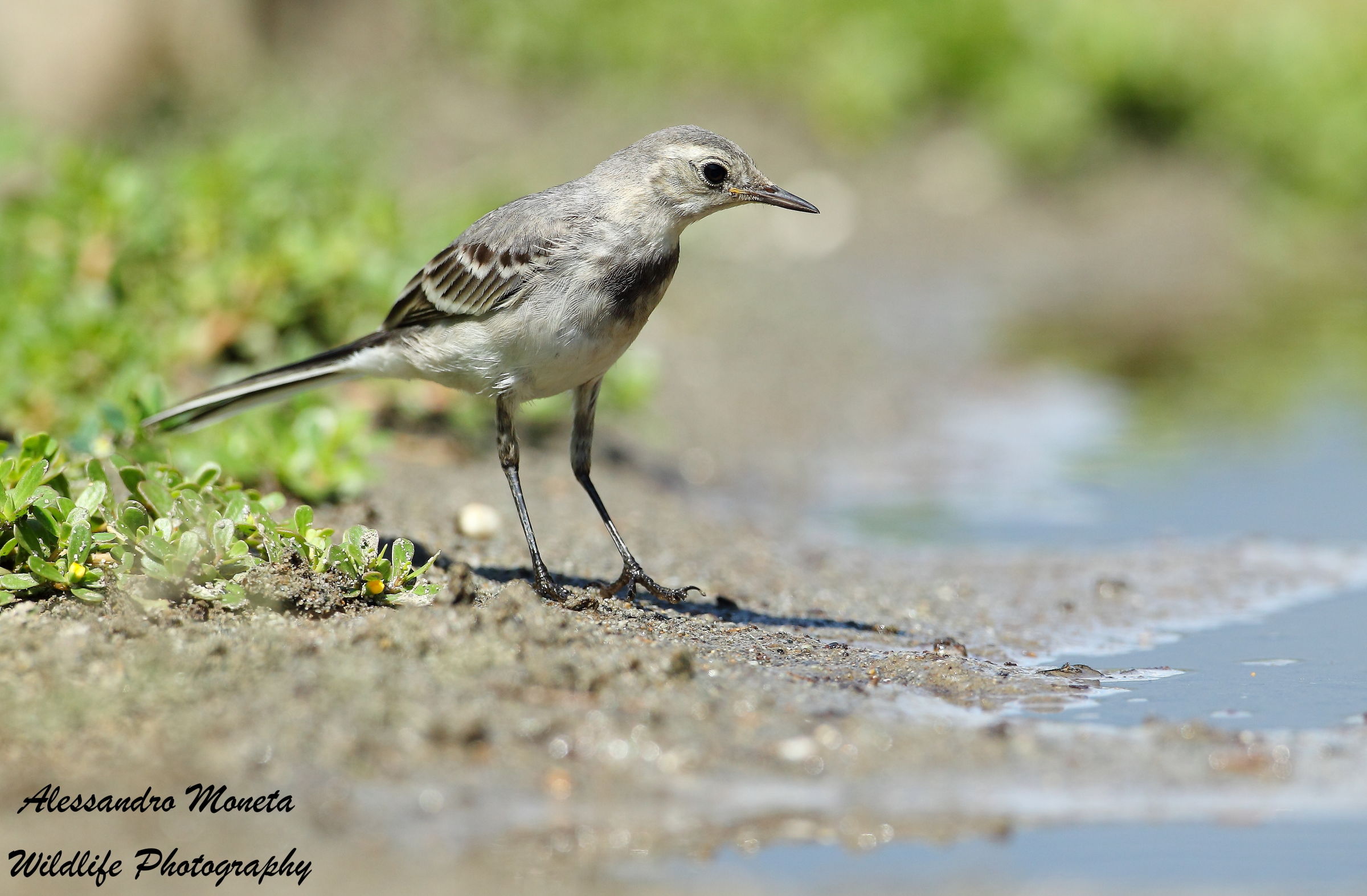 white Wagtail