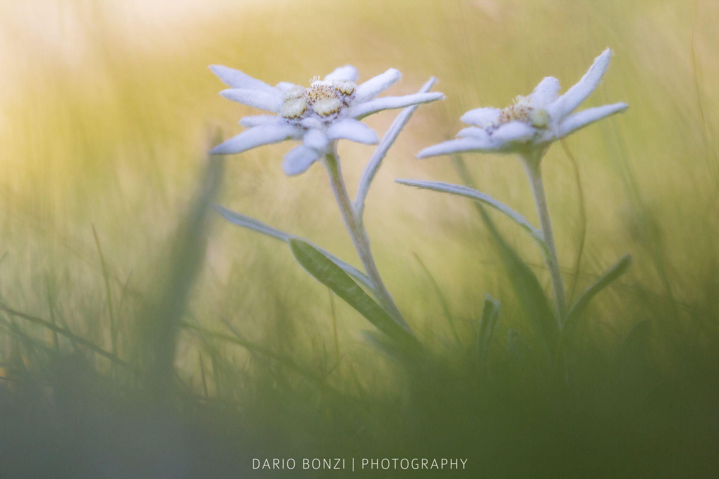 Edelweiss